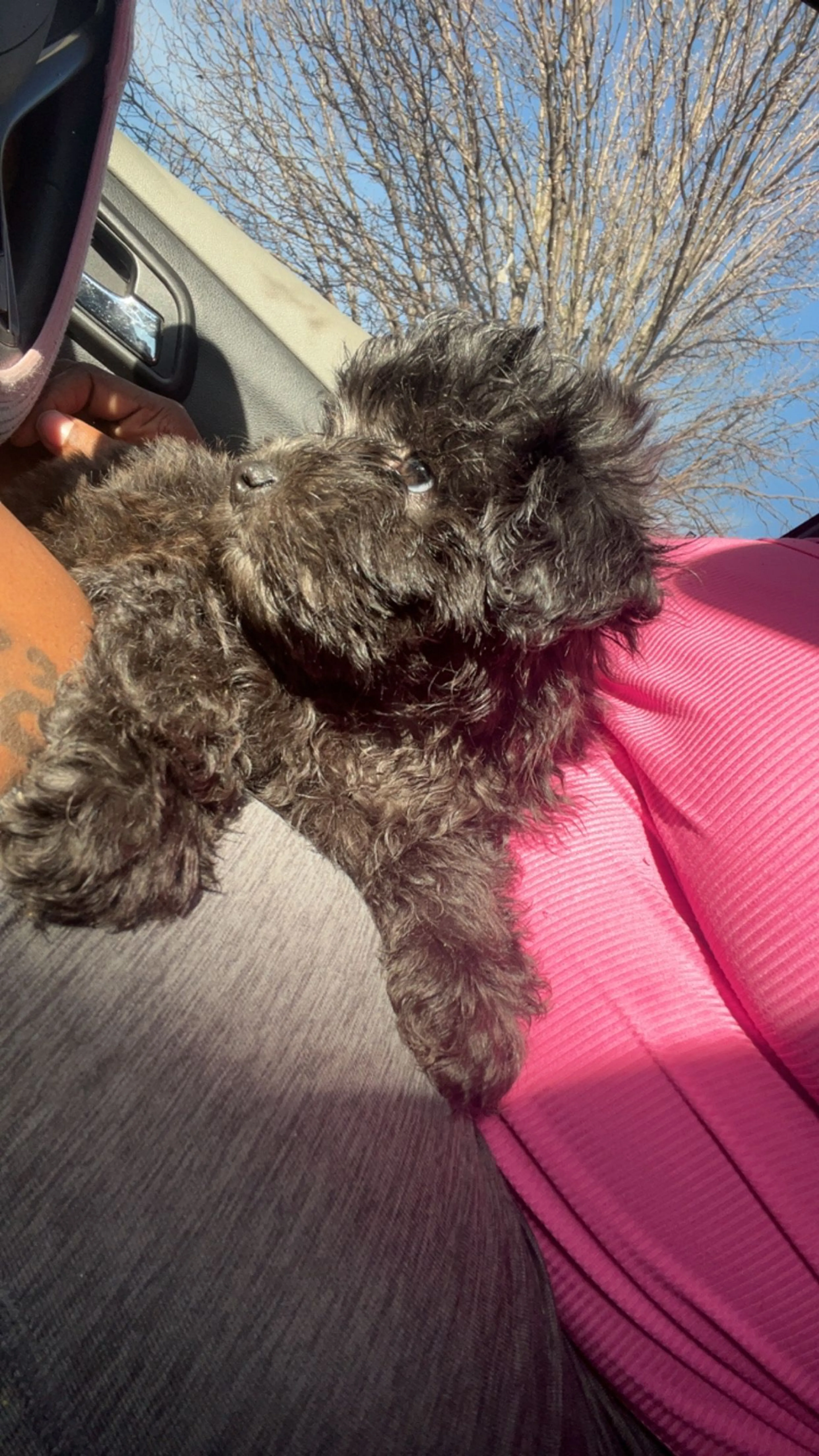 Lost pet