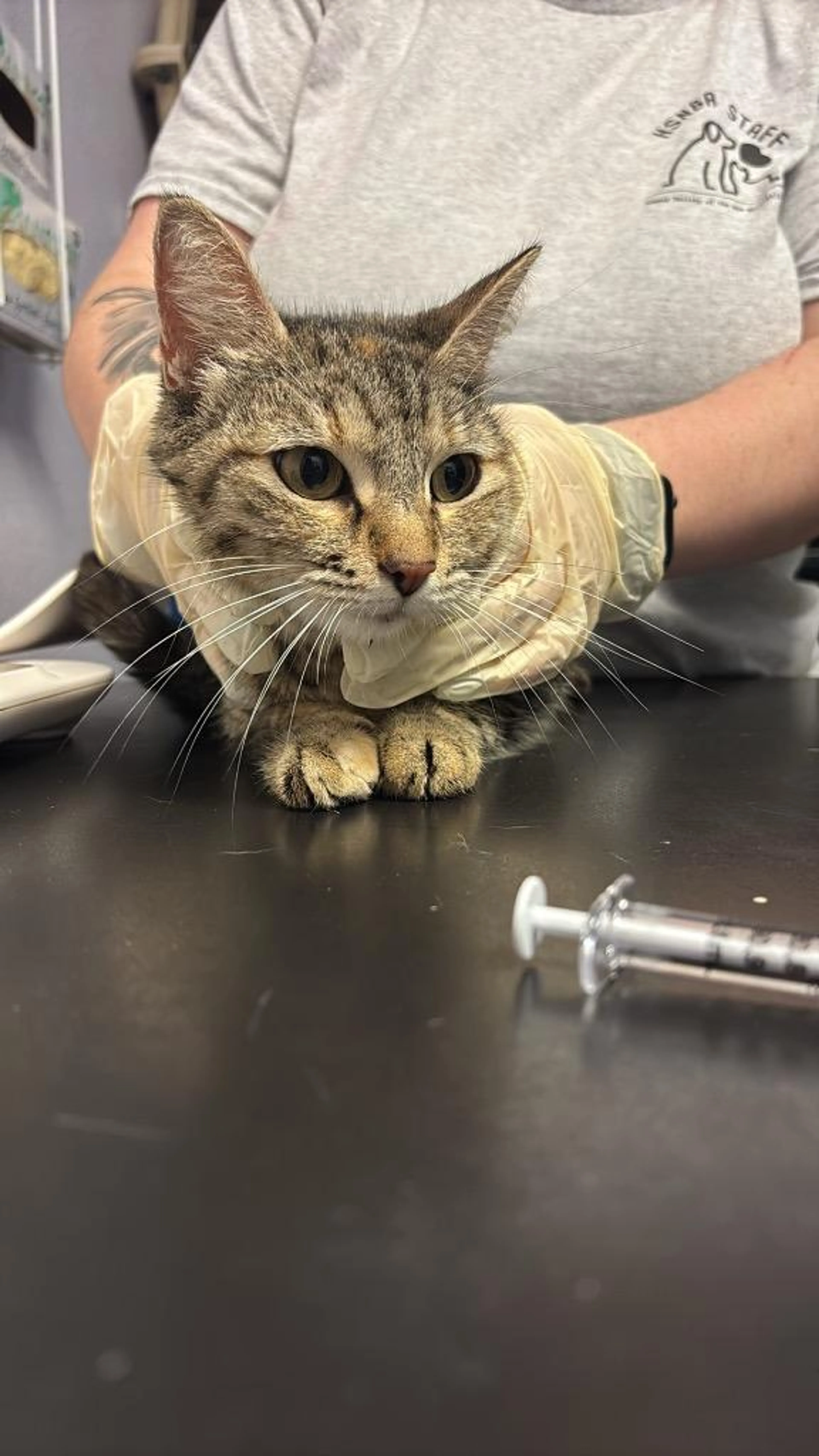 Found pet