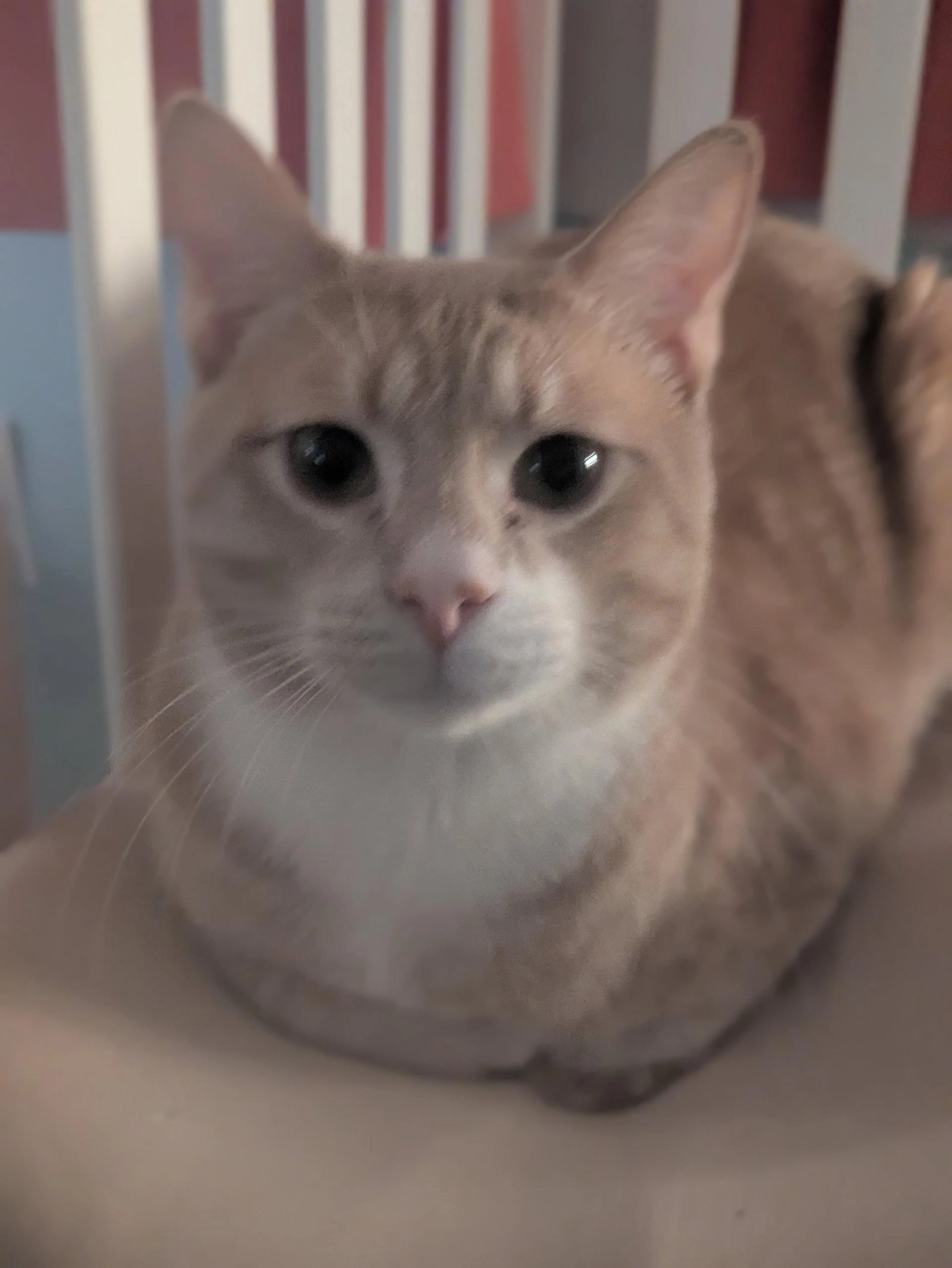 Found pet-2