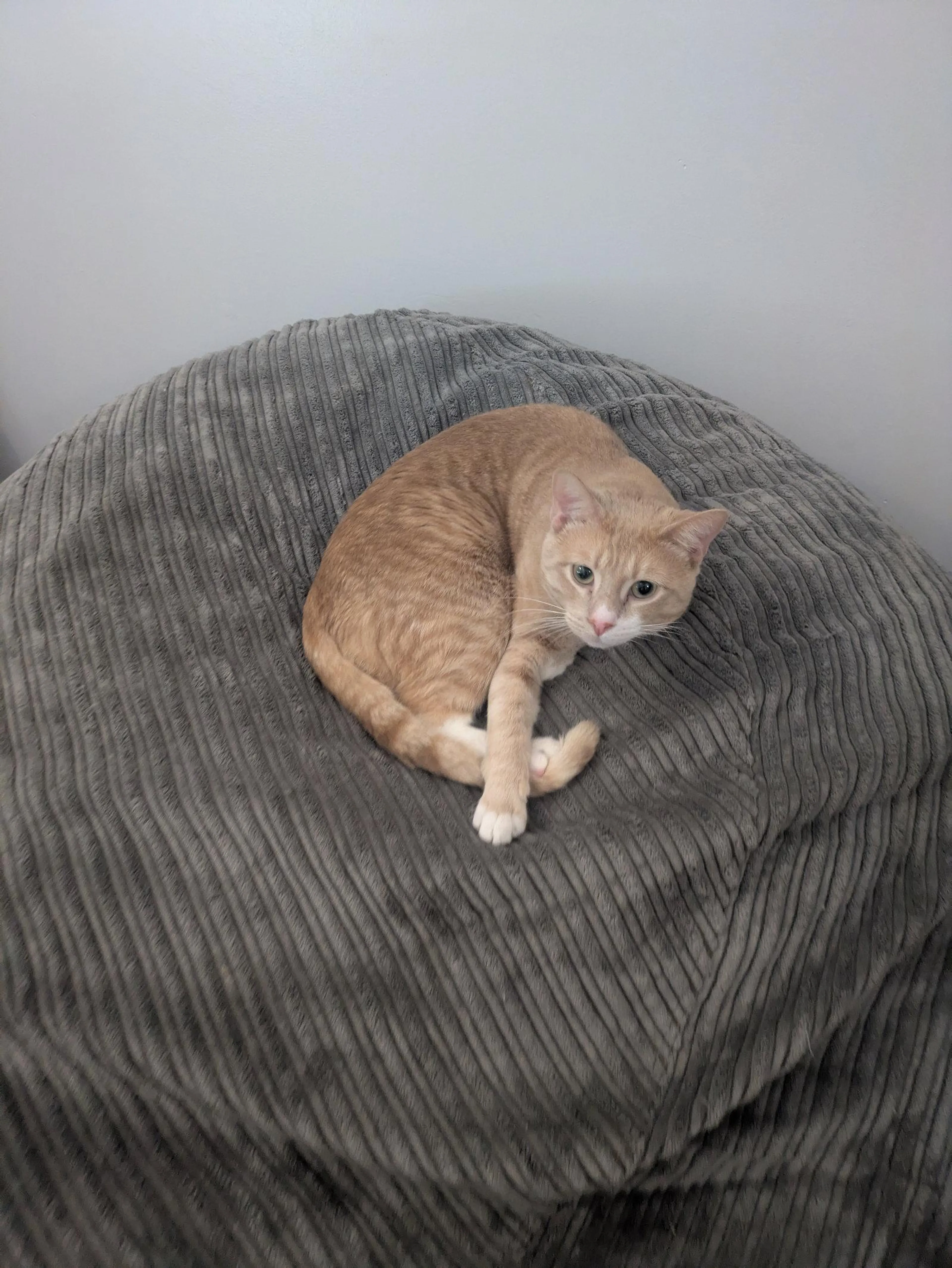 Found pet-0