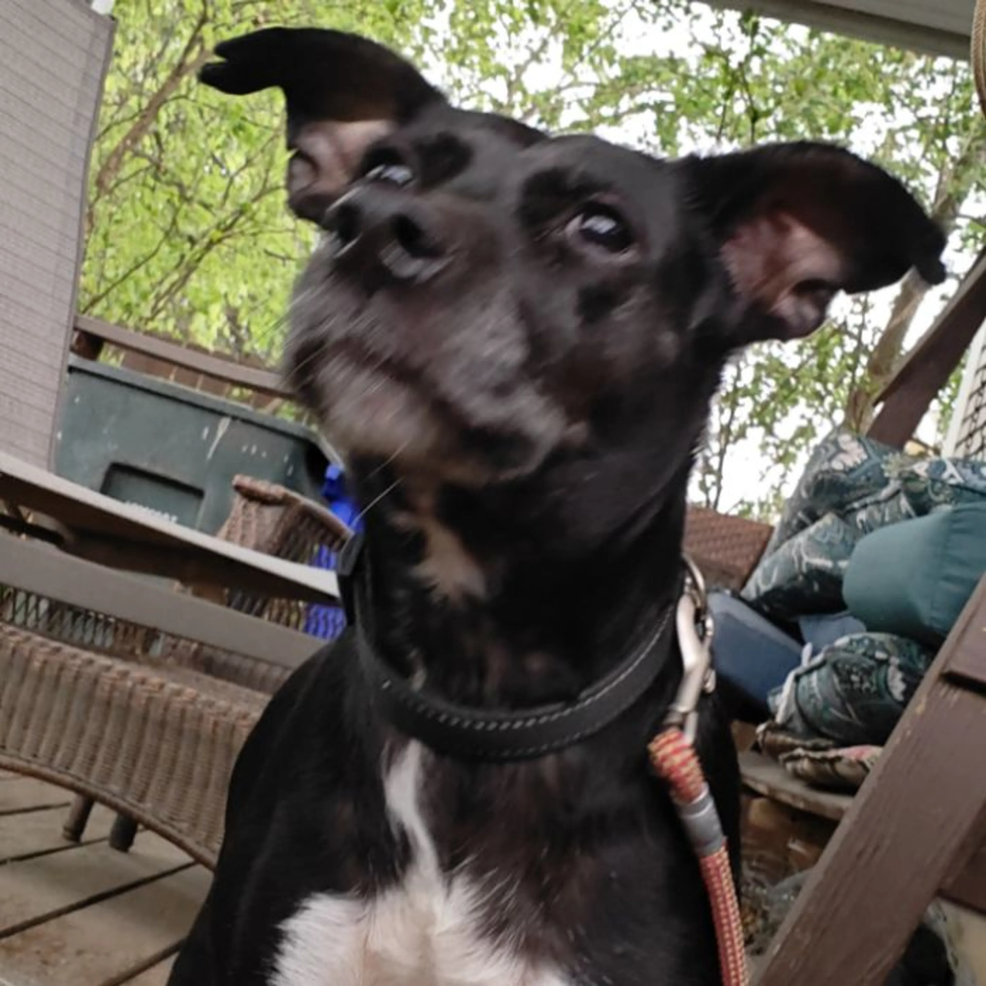 Found pet