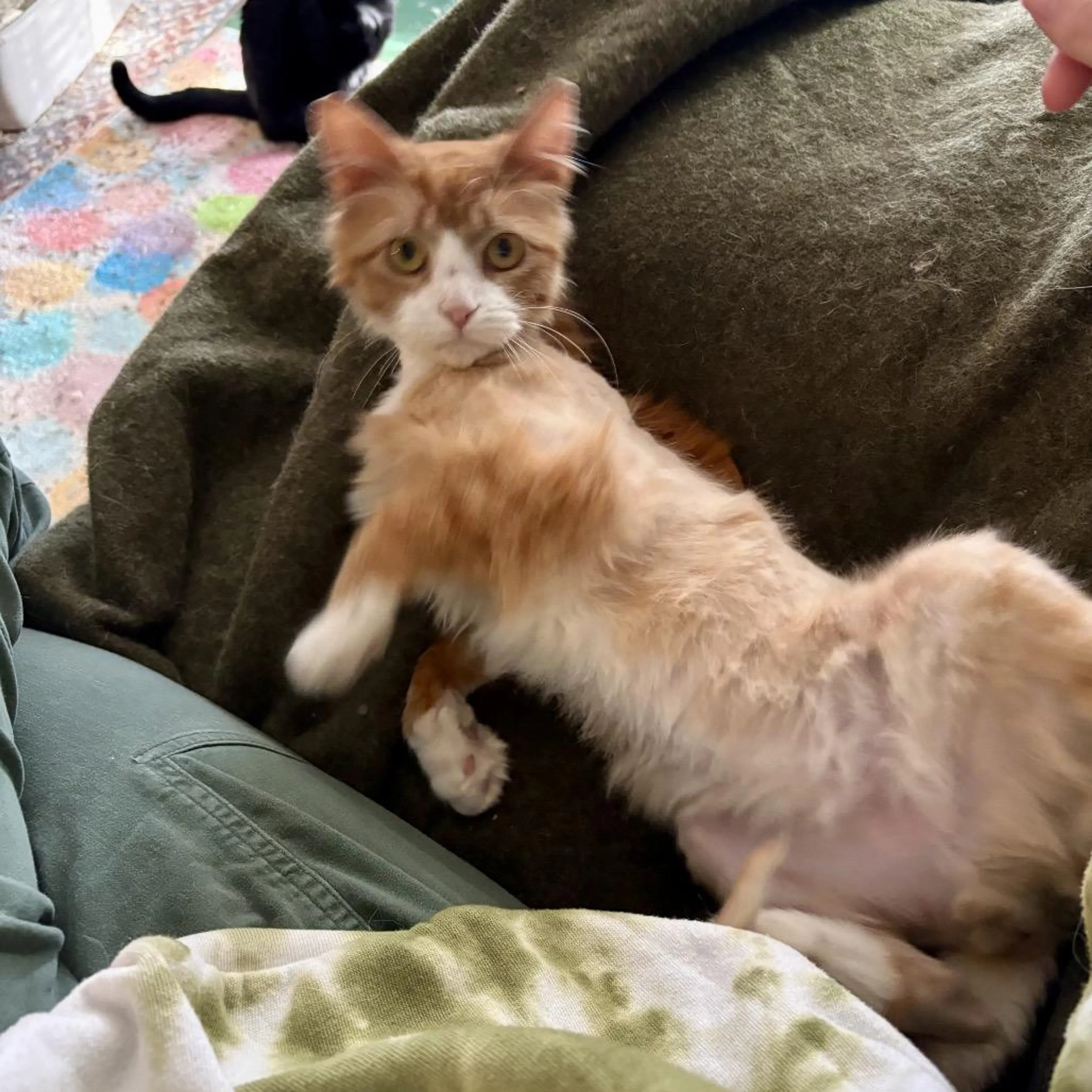 Found pet-1