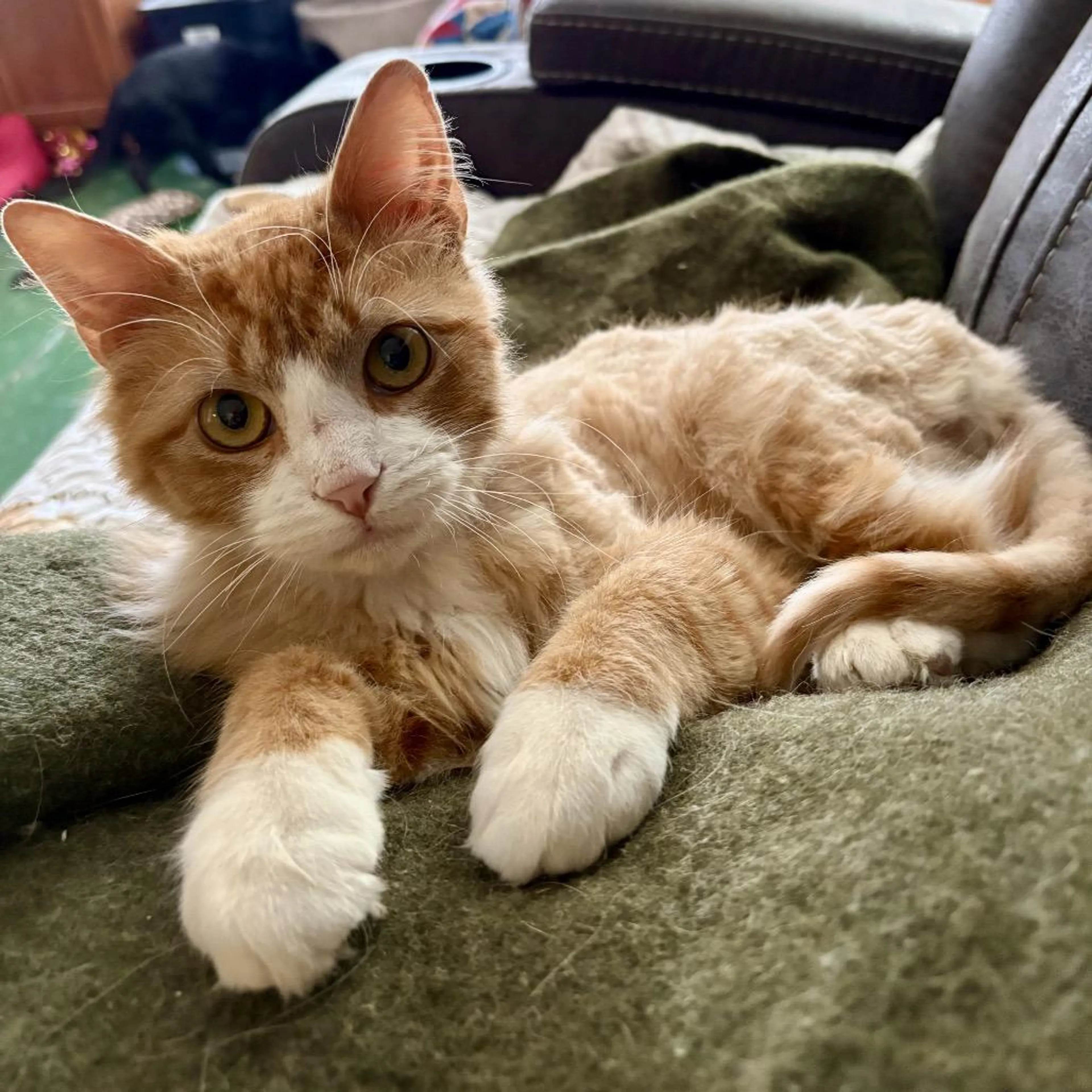 Found pet-3