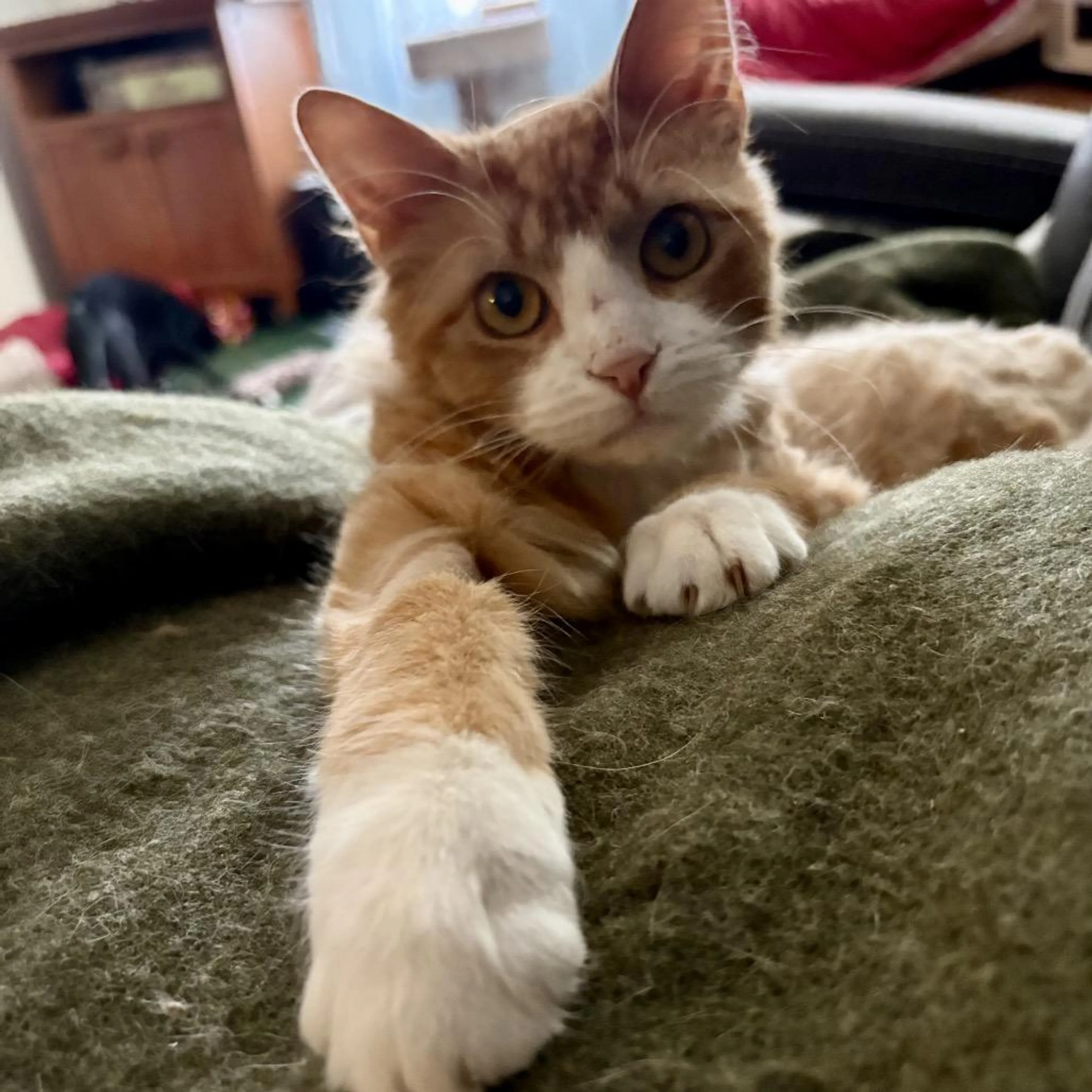 Found pet-2