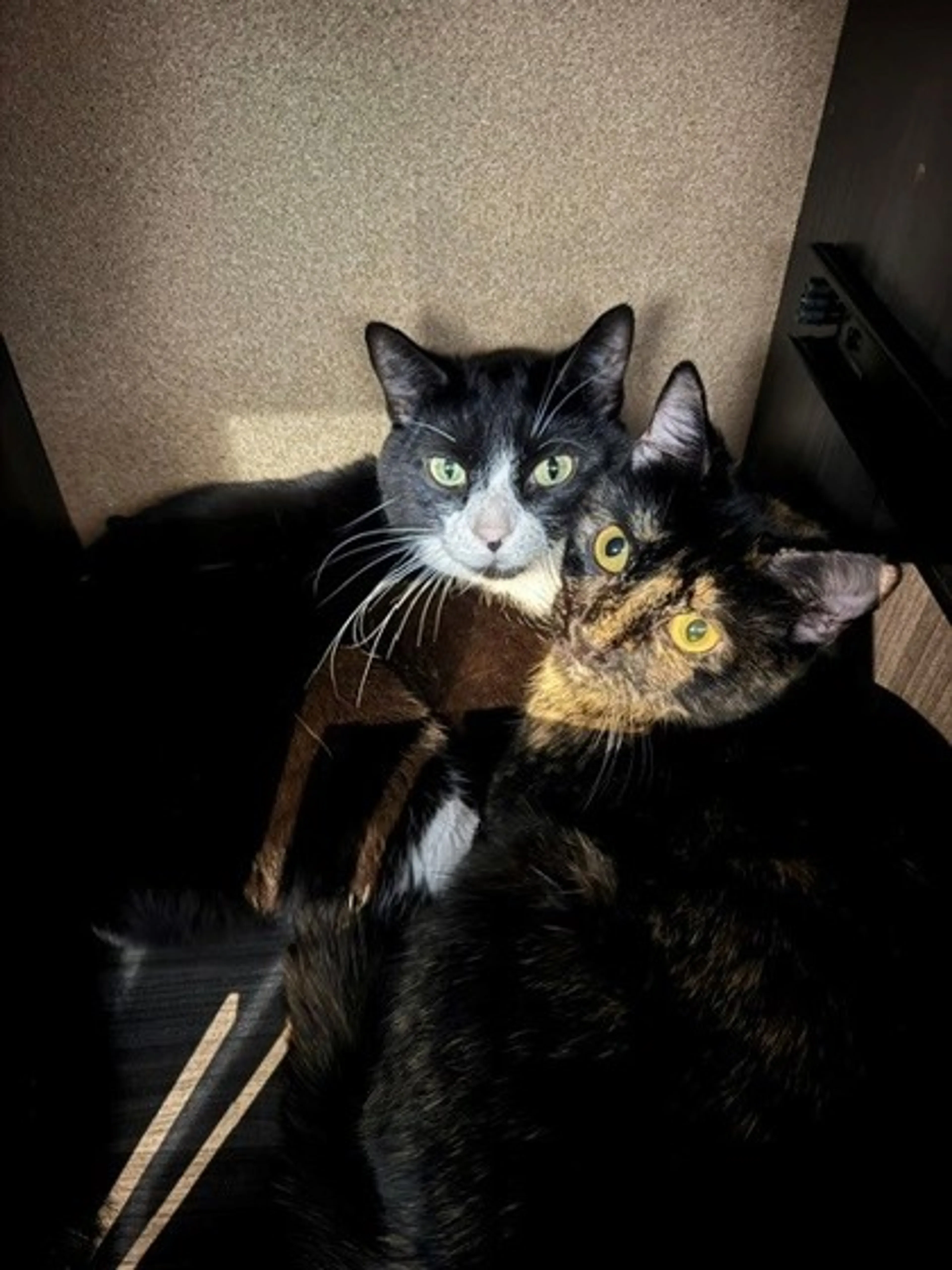 Found pet-1