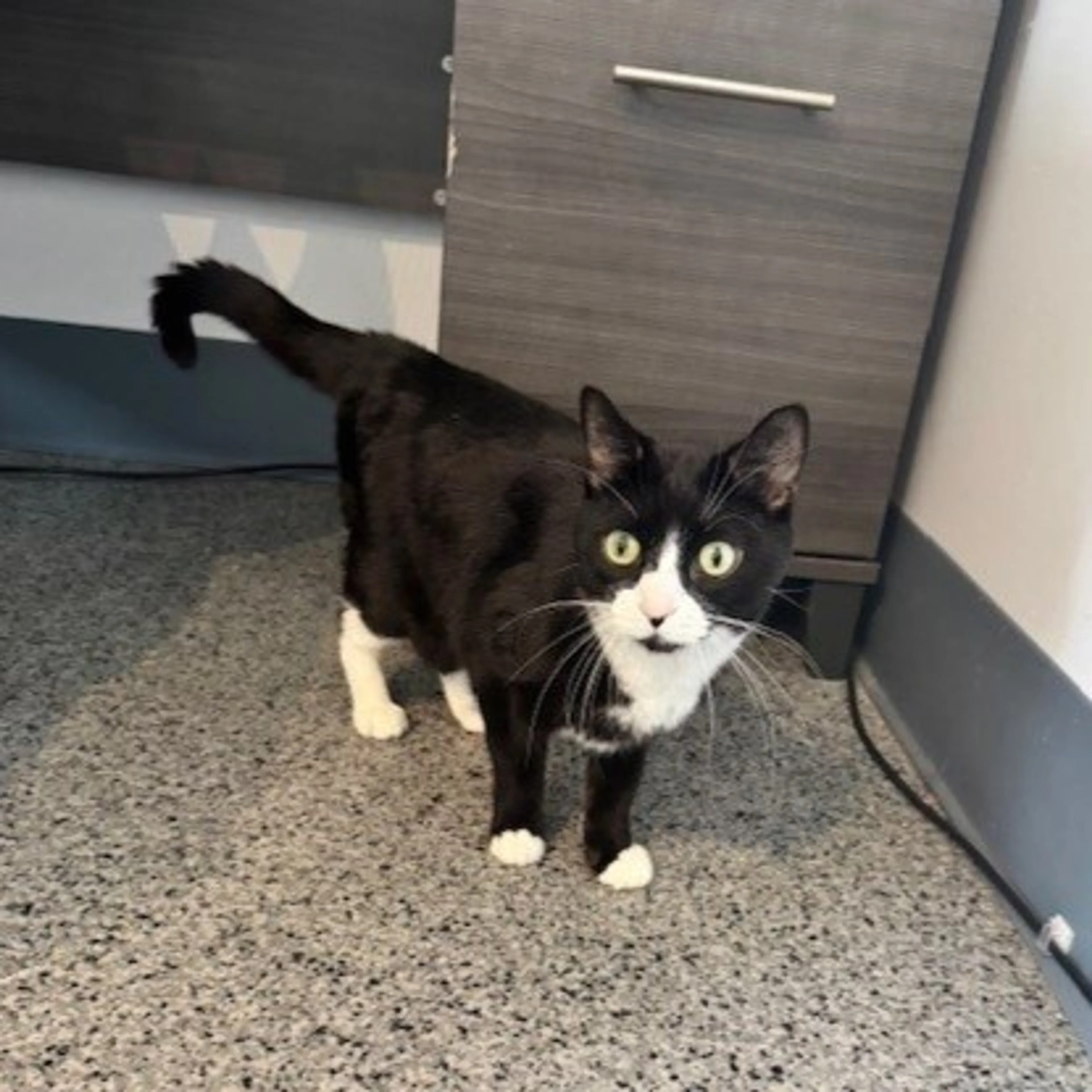Found pet-2