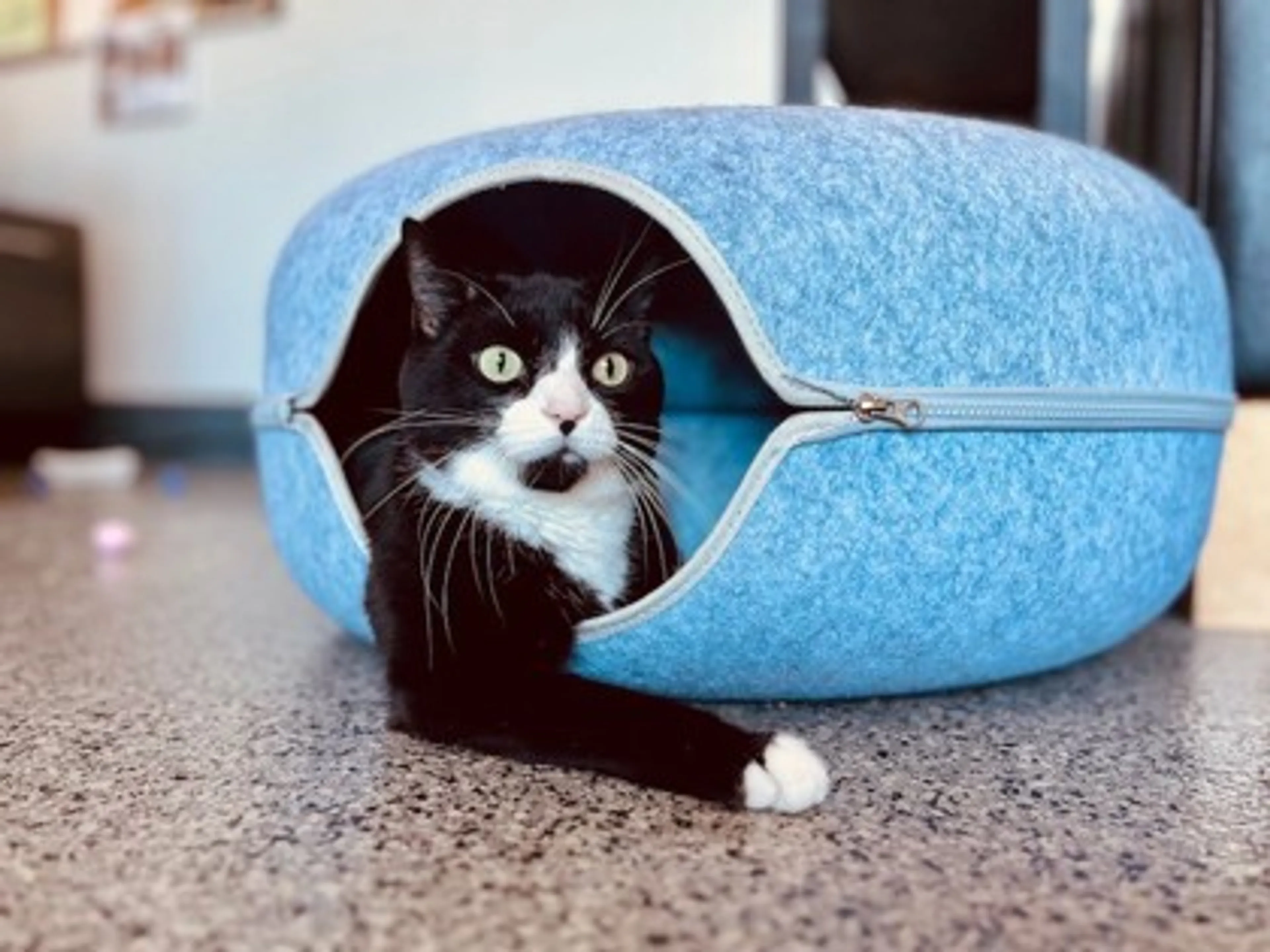 Found pet-0