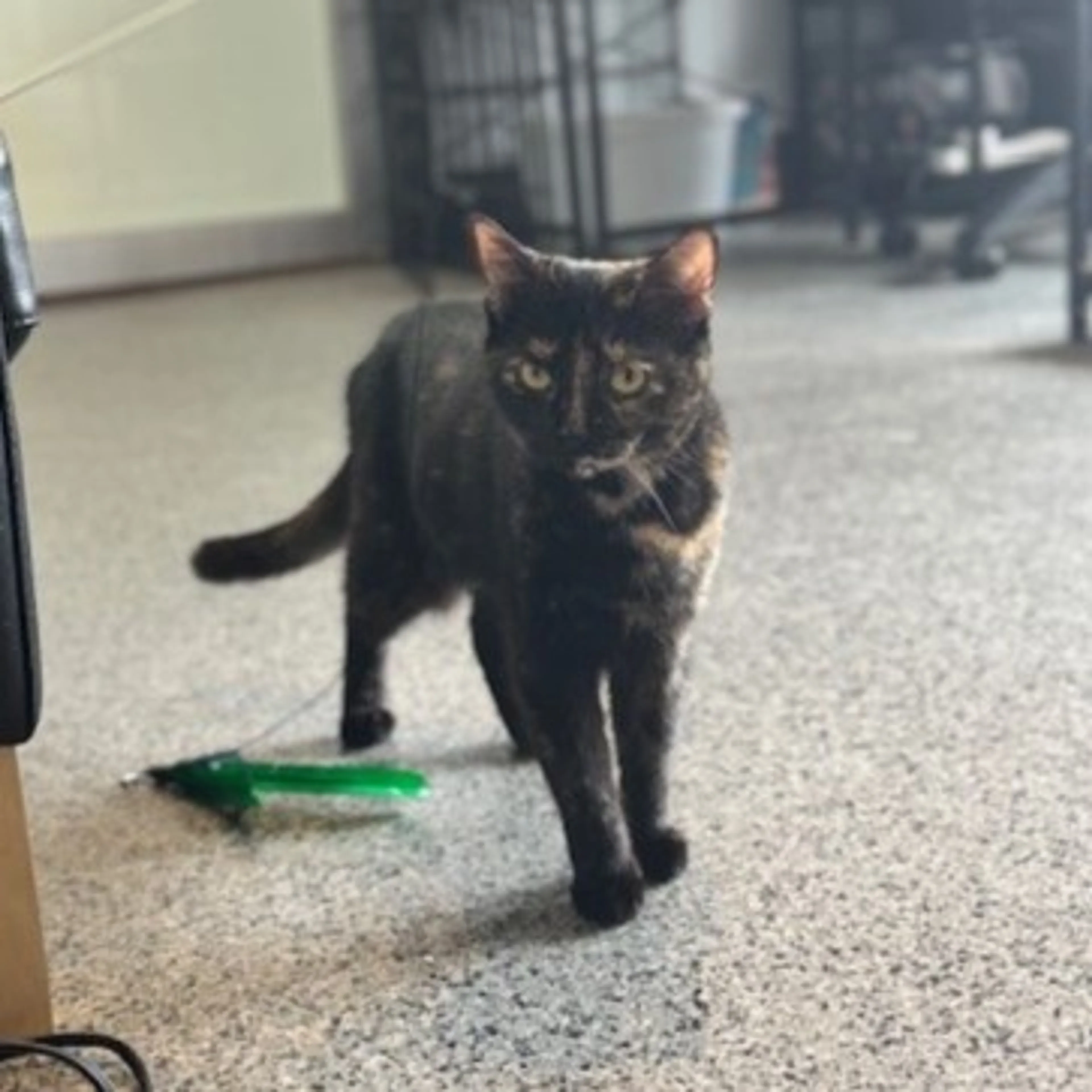 Found pet-2