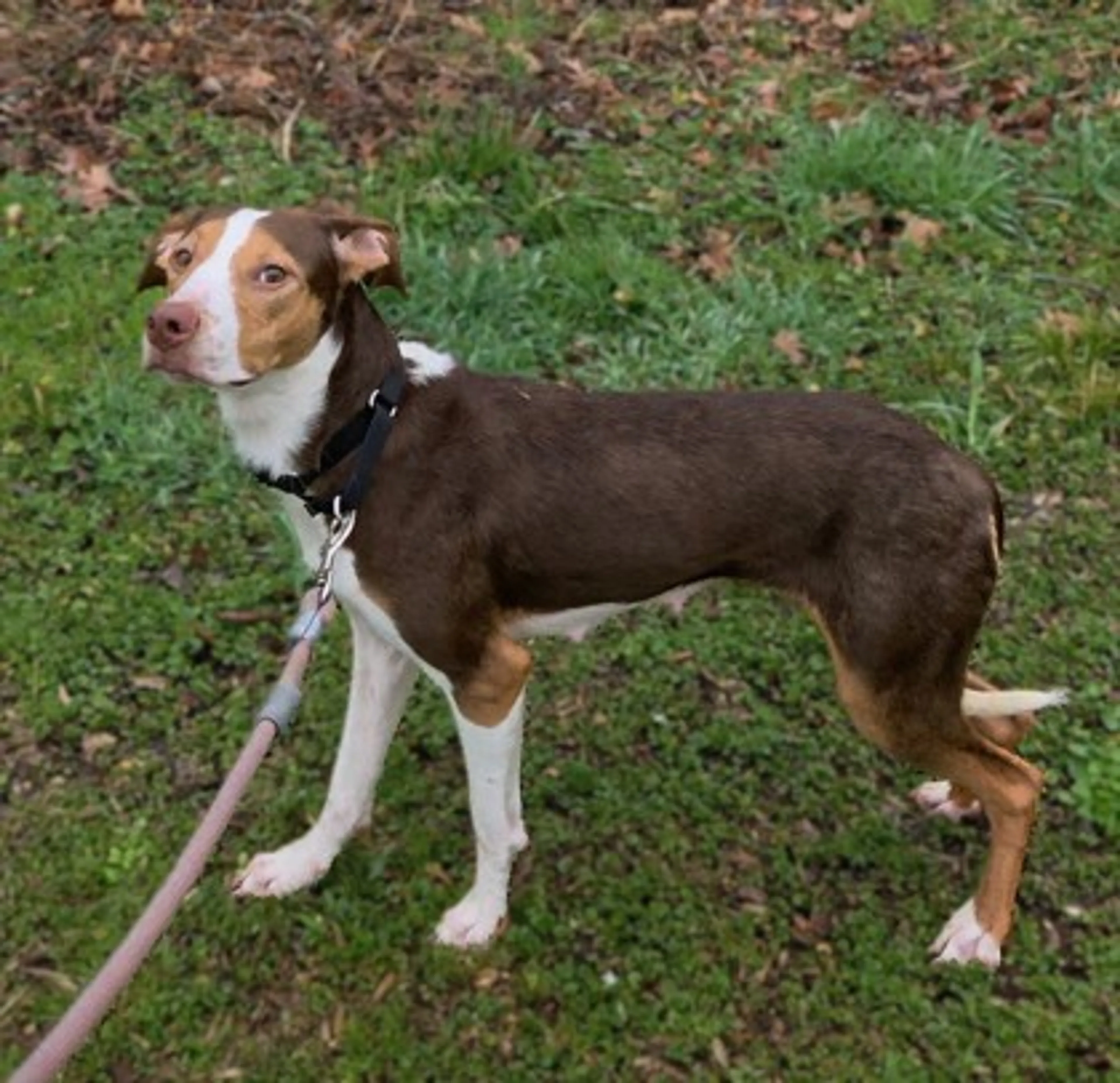 Found pet-1