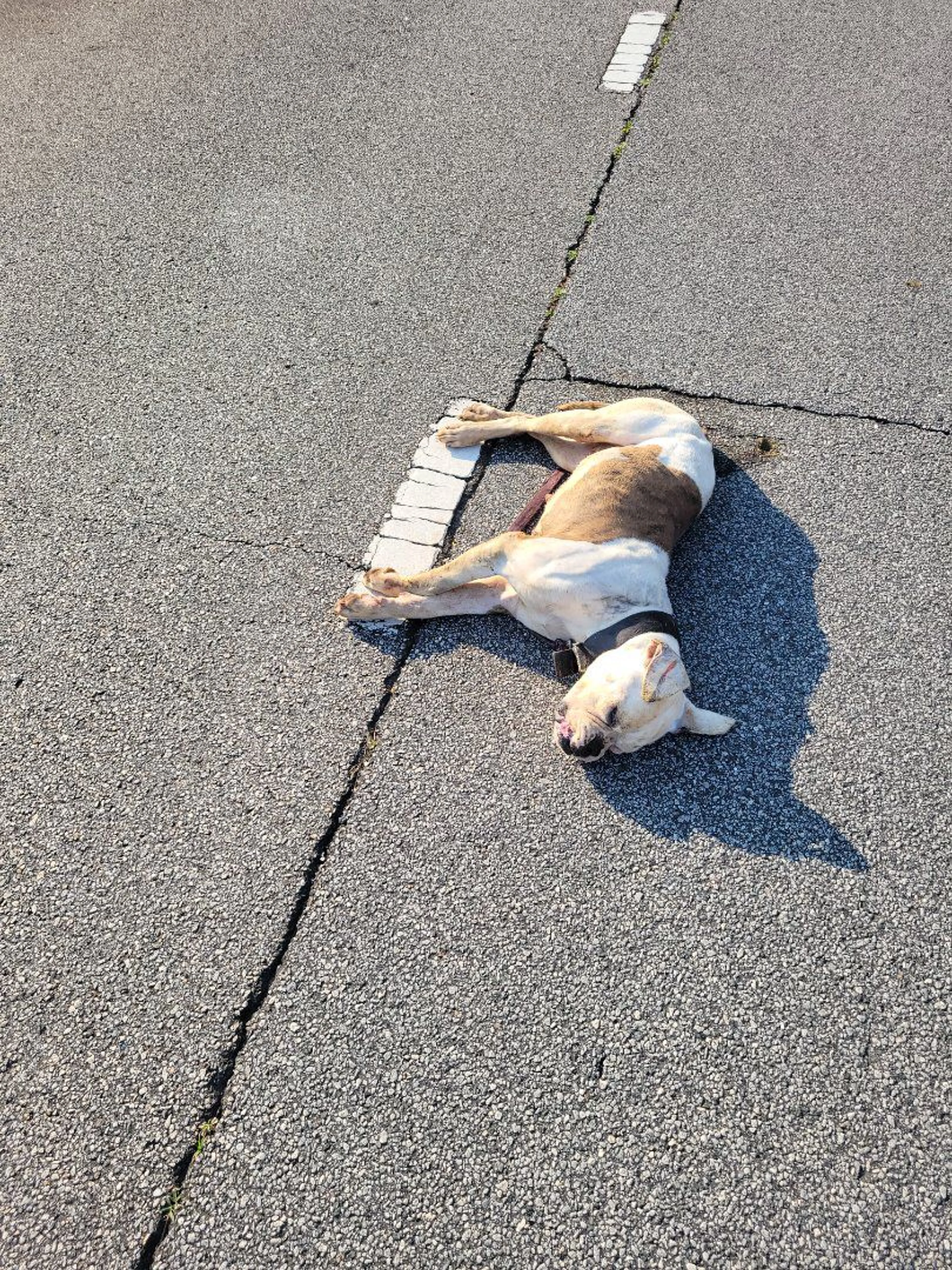 Lost pet
