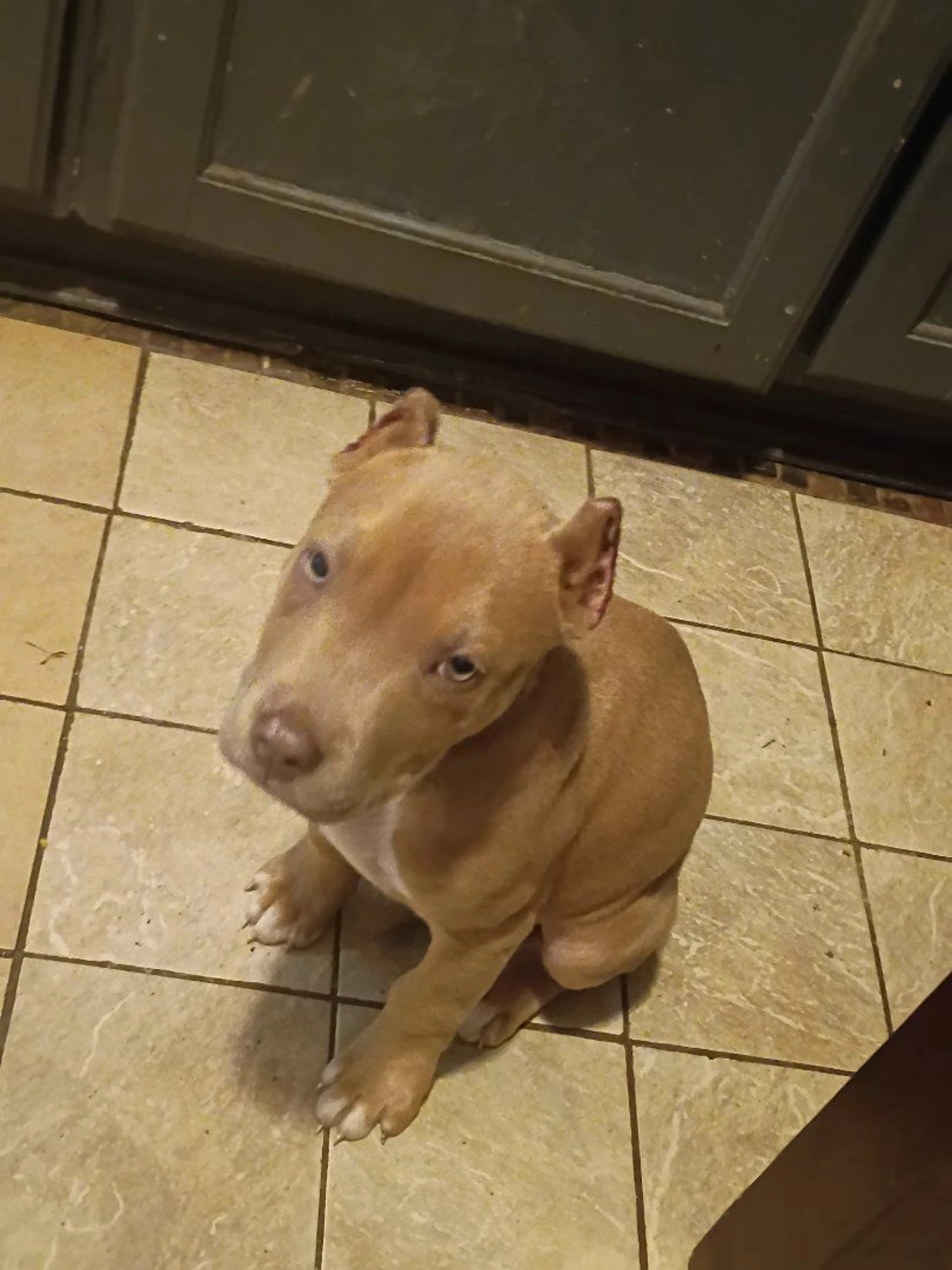 Lost pet-2