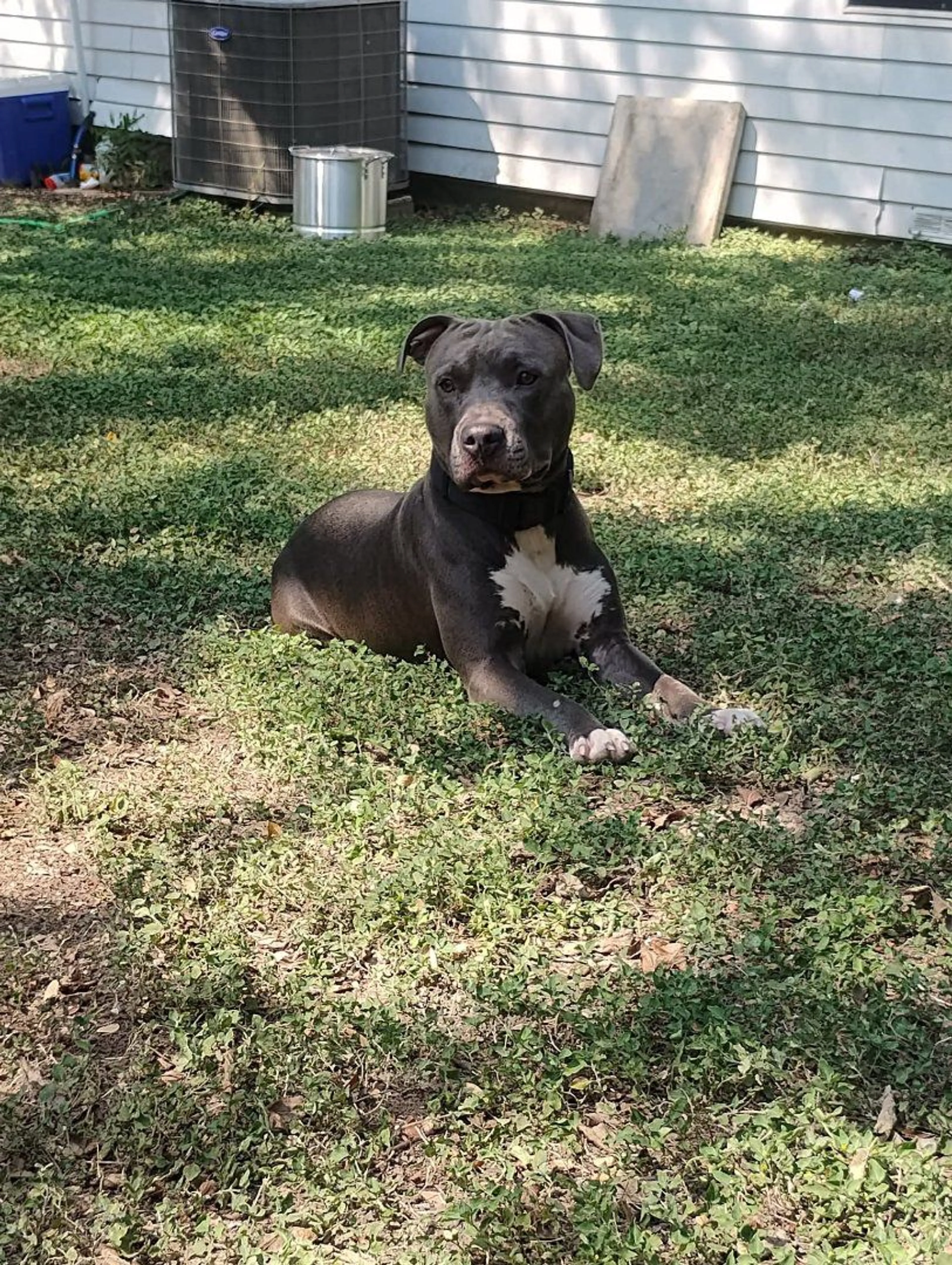 Lost pet-3