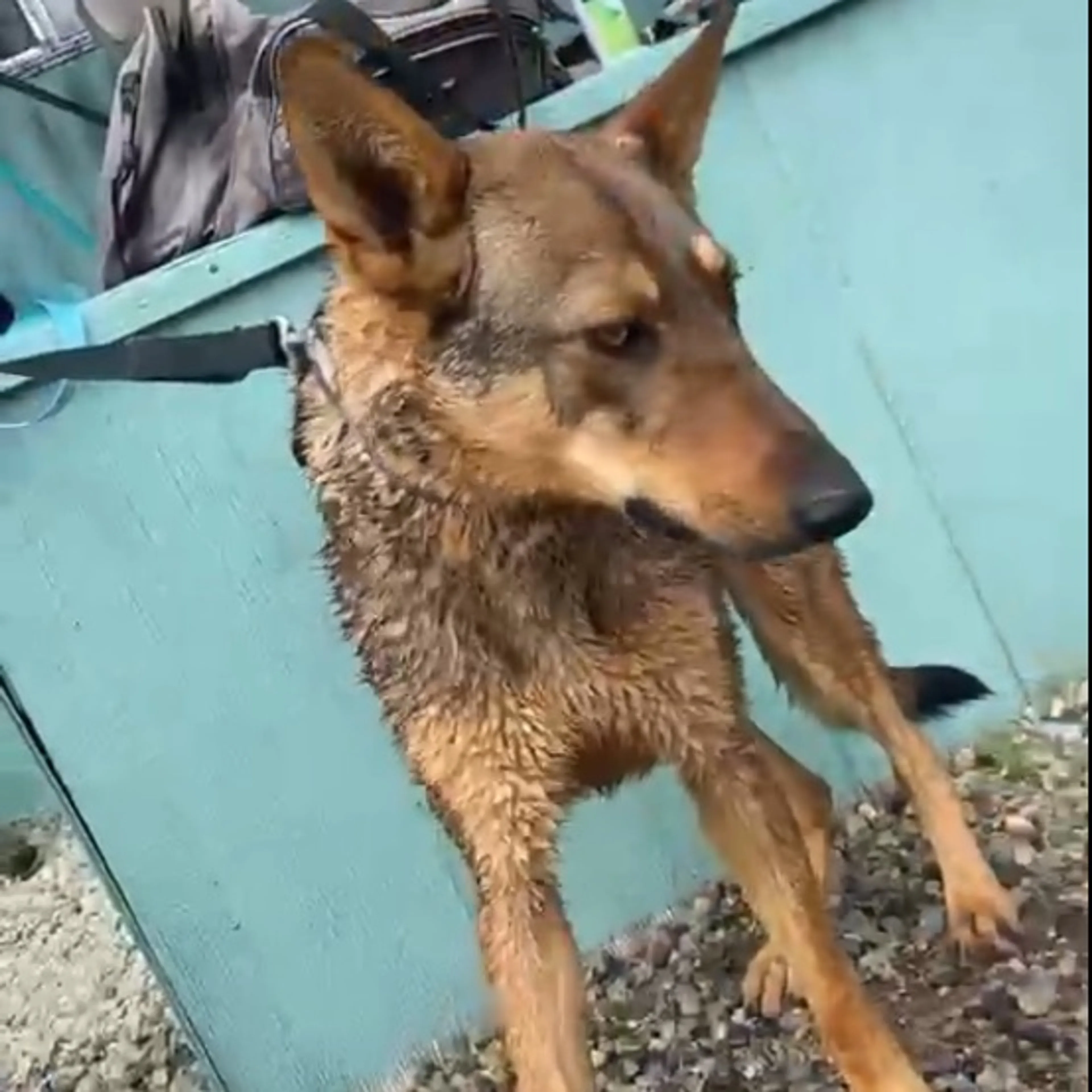 Lost pet