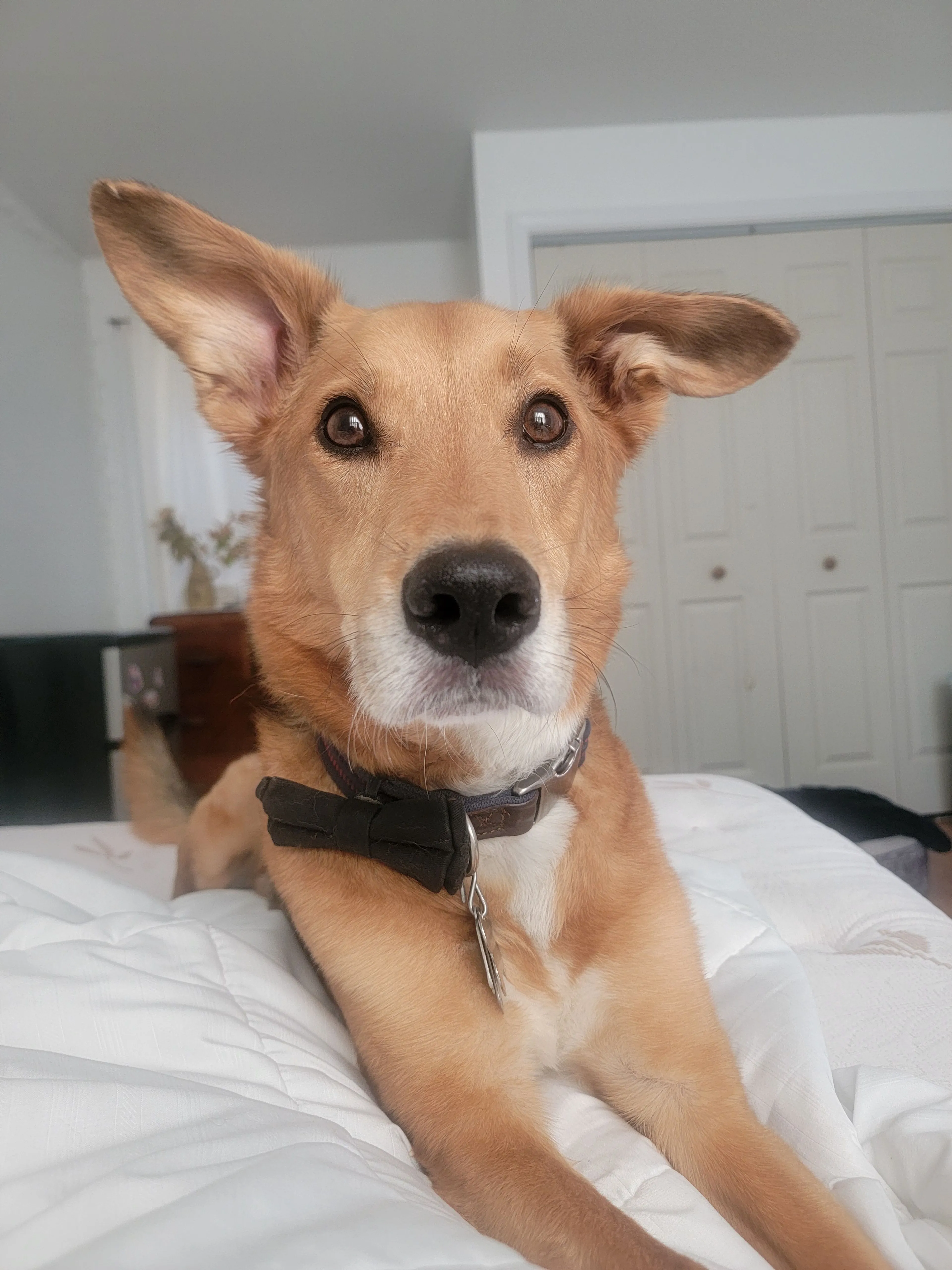 Lost pet-2