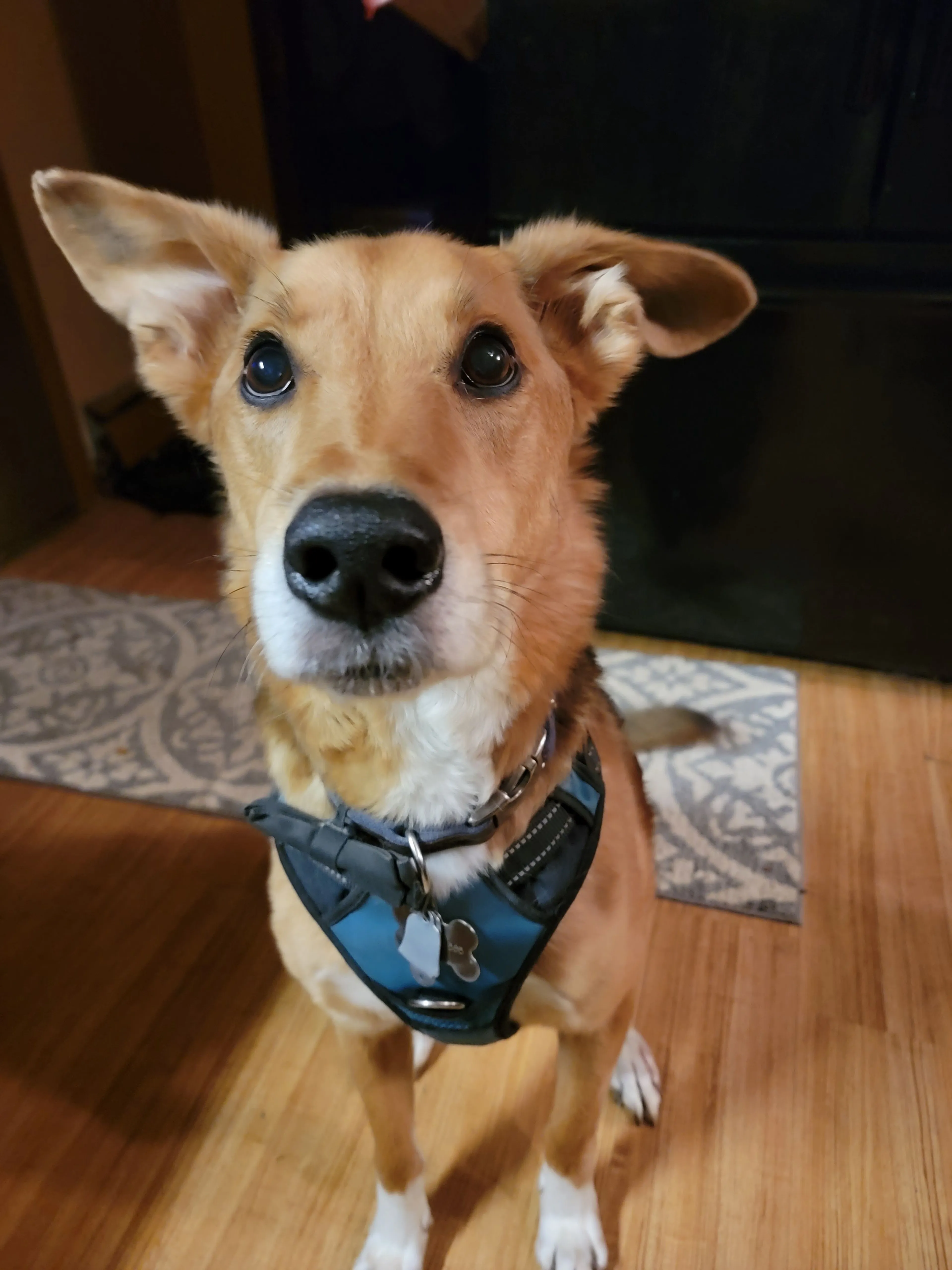 Lost pet-1
