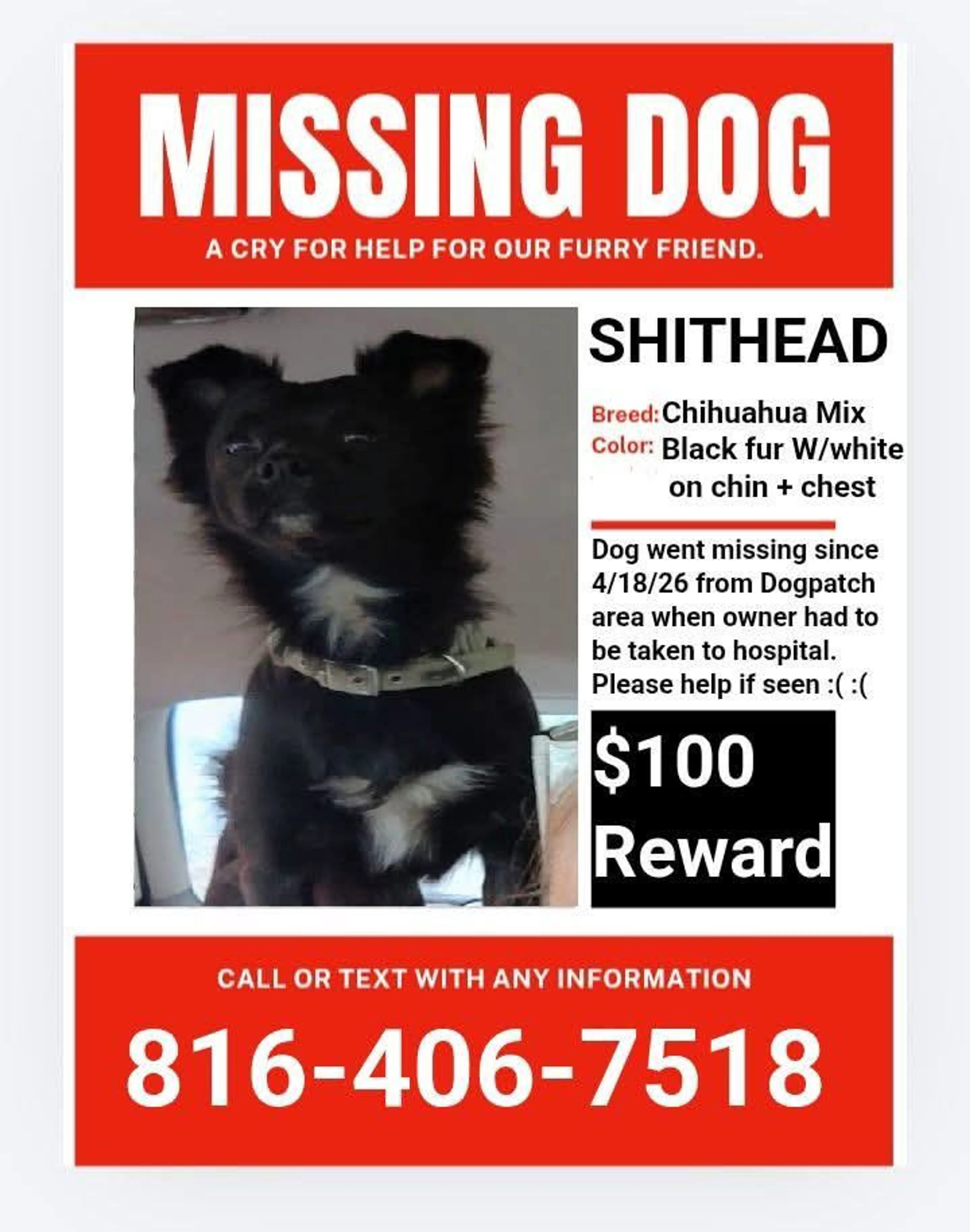 Lost pet