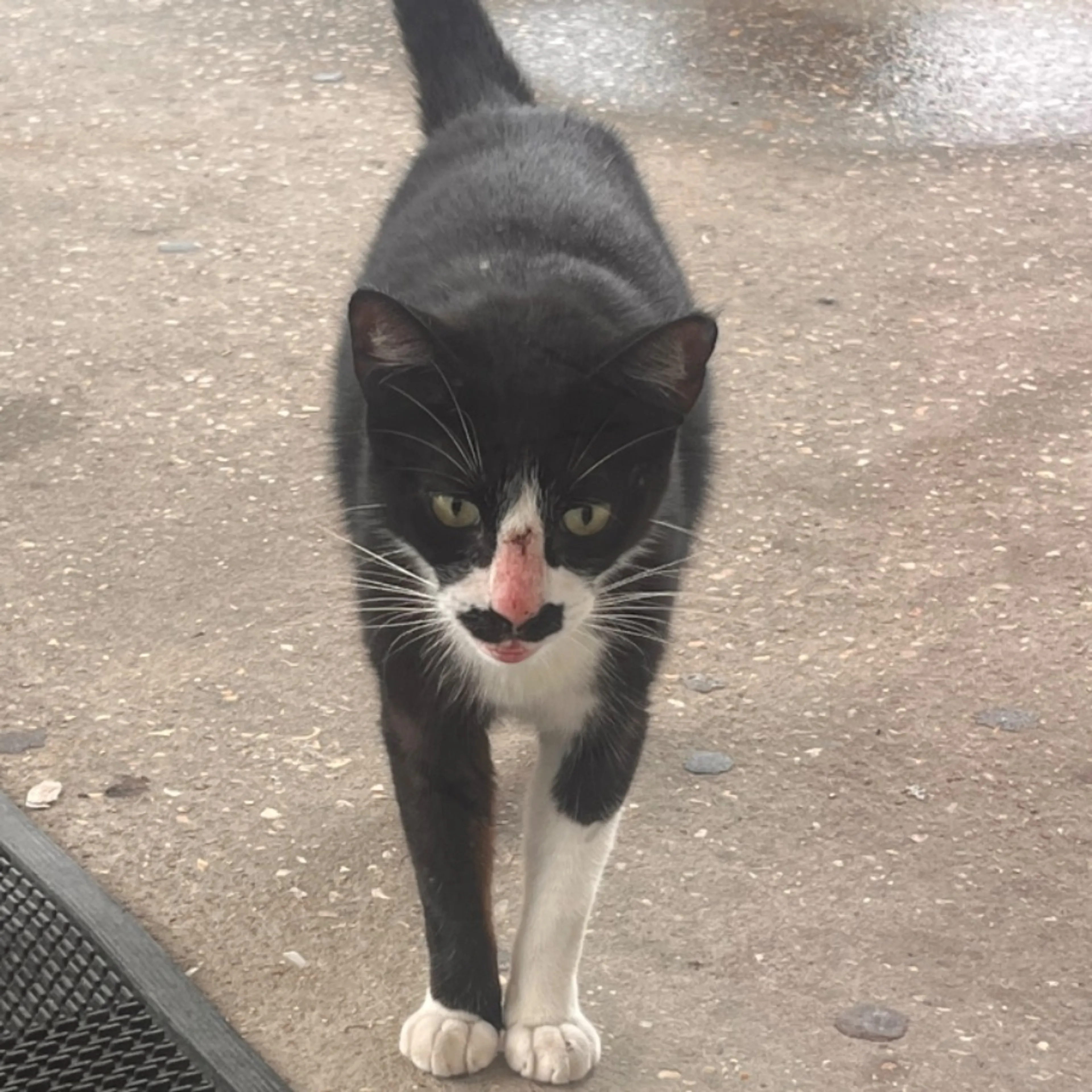 Found pet