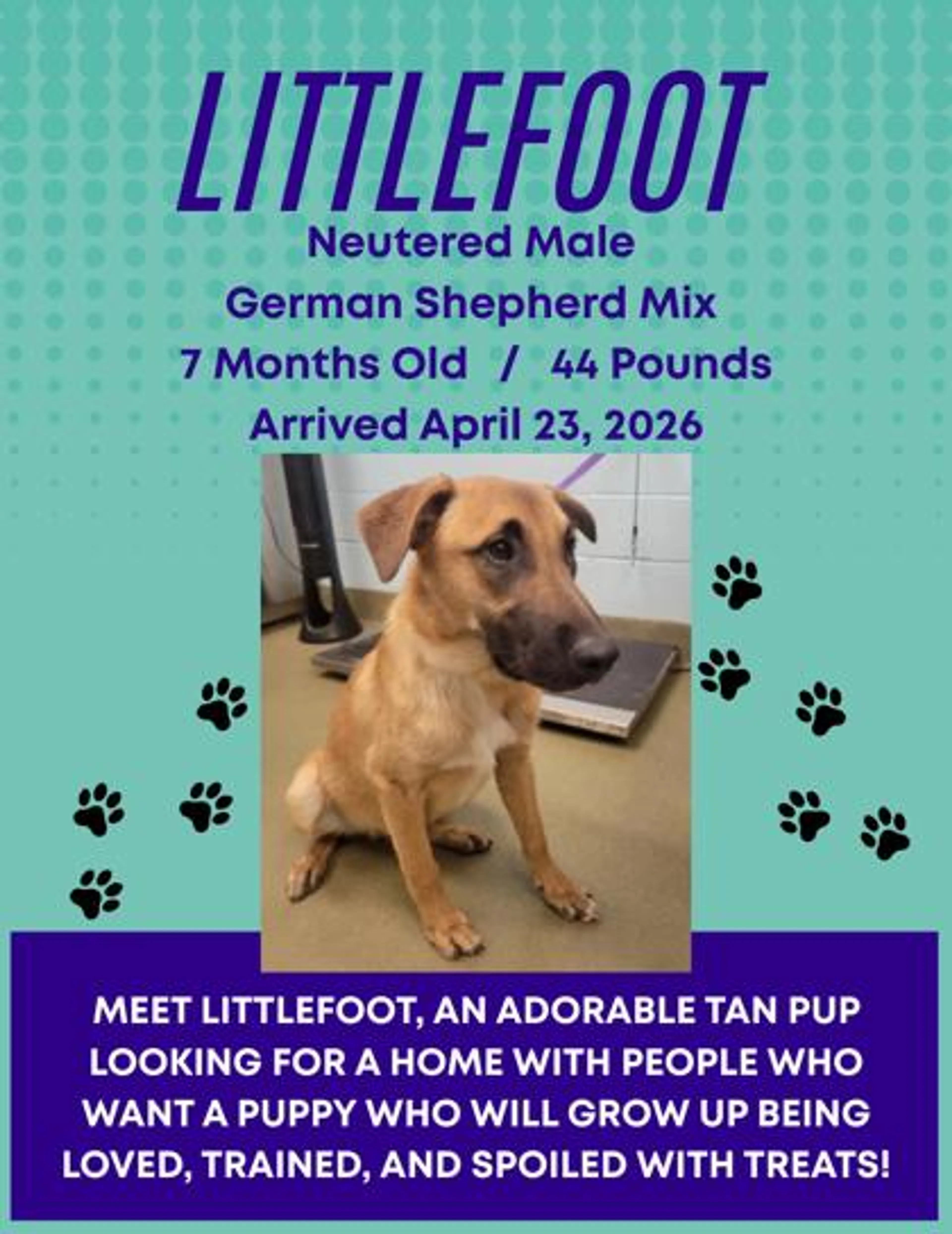 Found pet-1