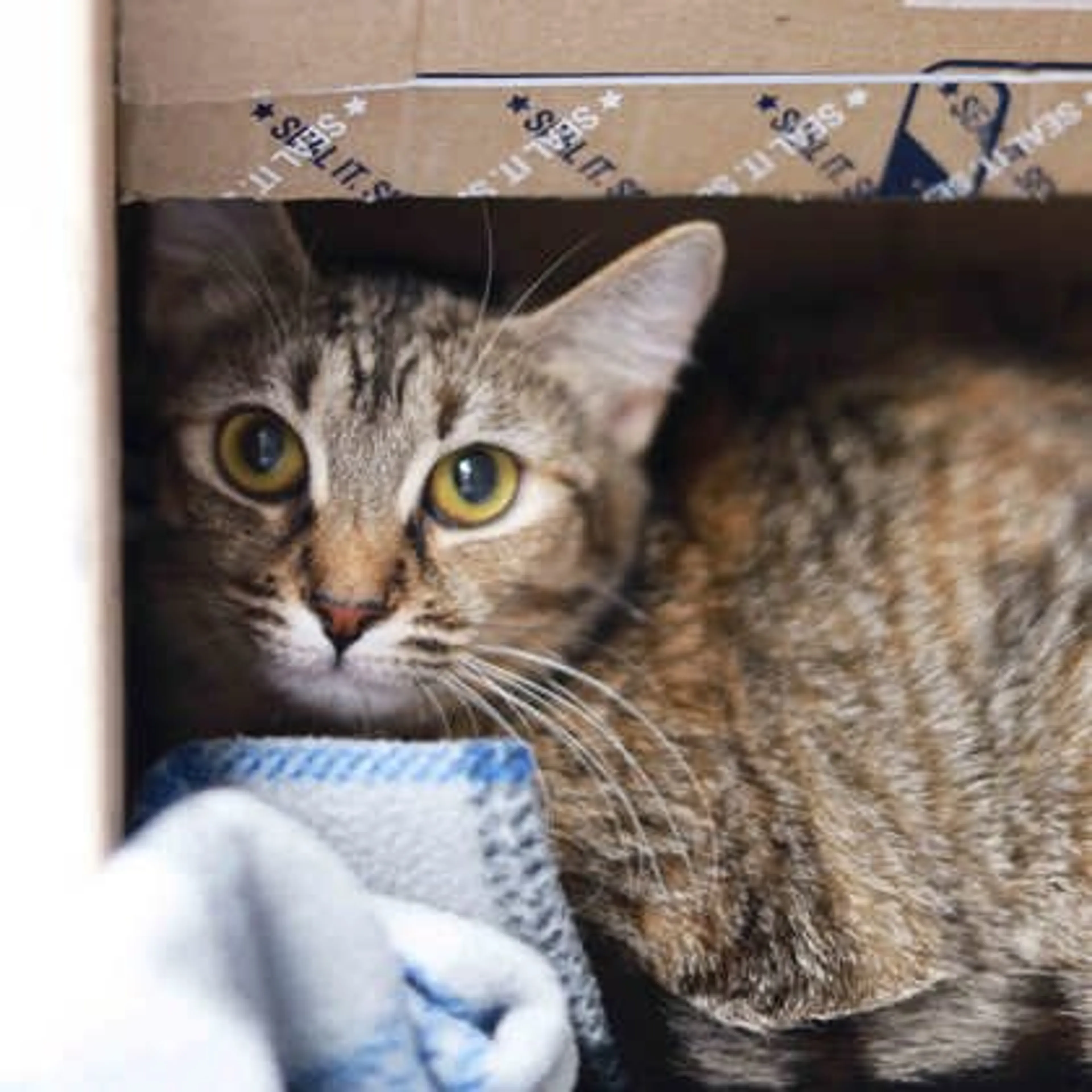 Found pet-1