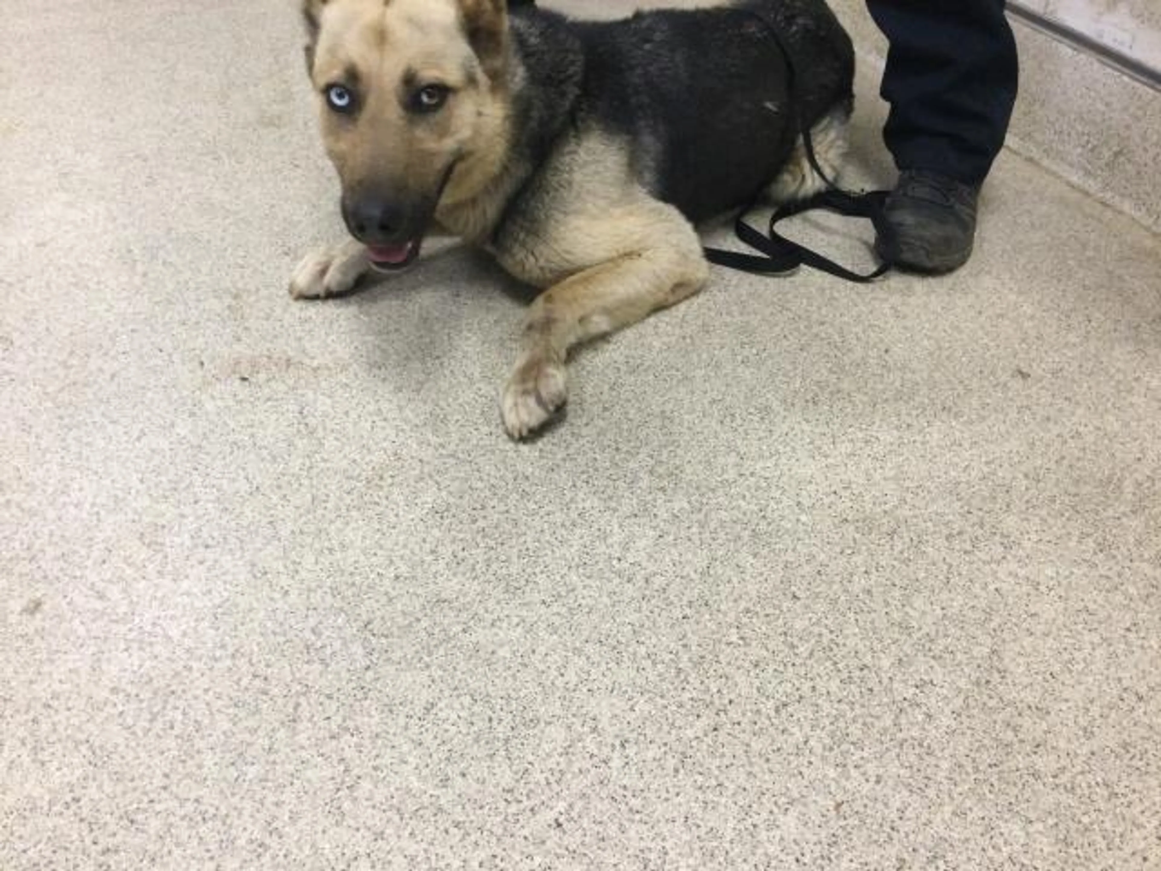Found pet