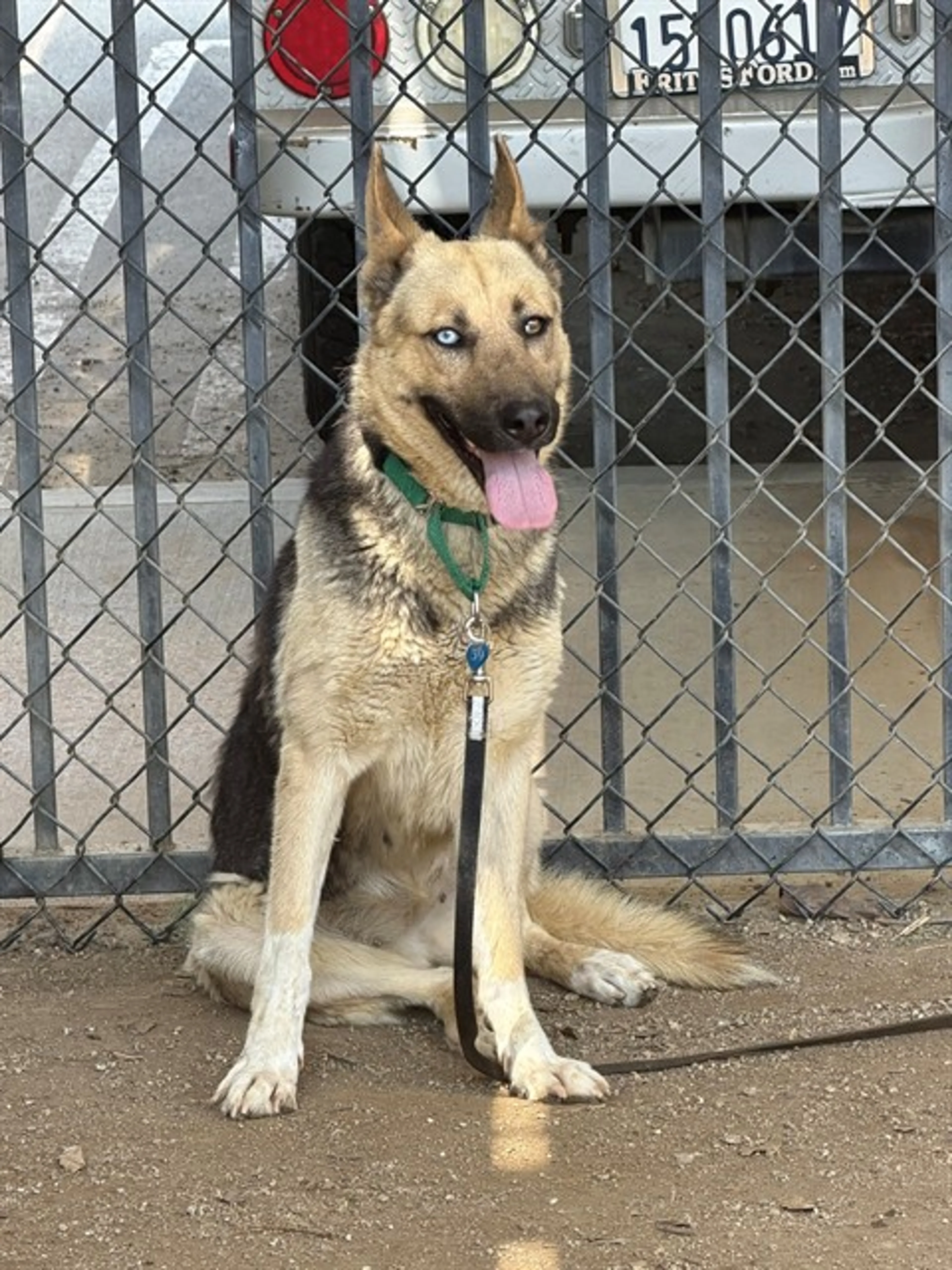 Found pet