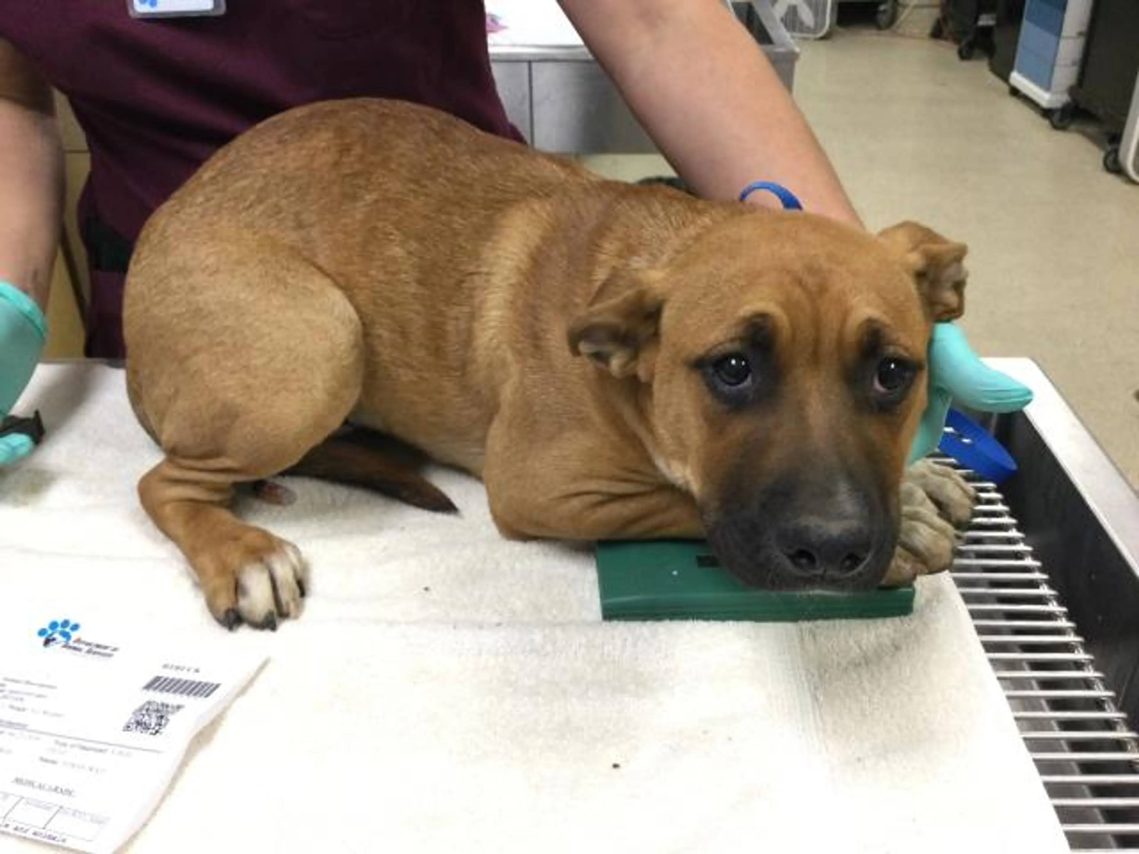 Found pet