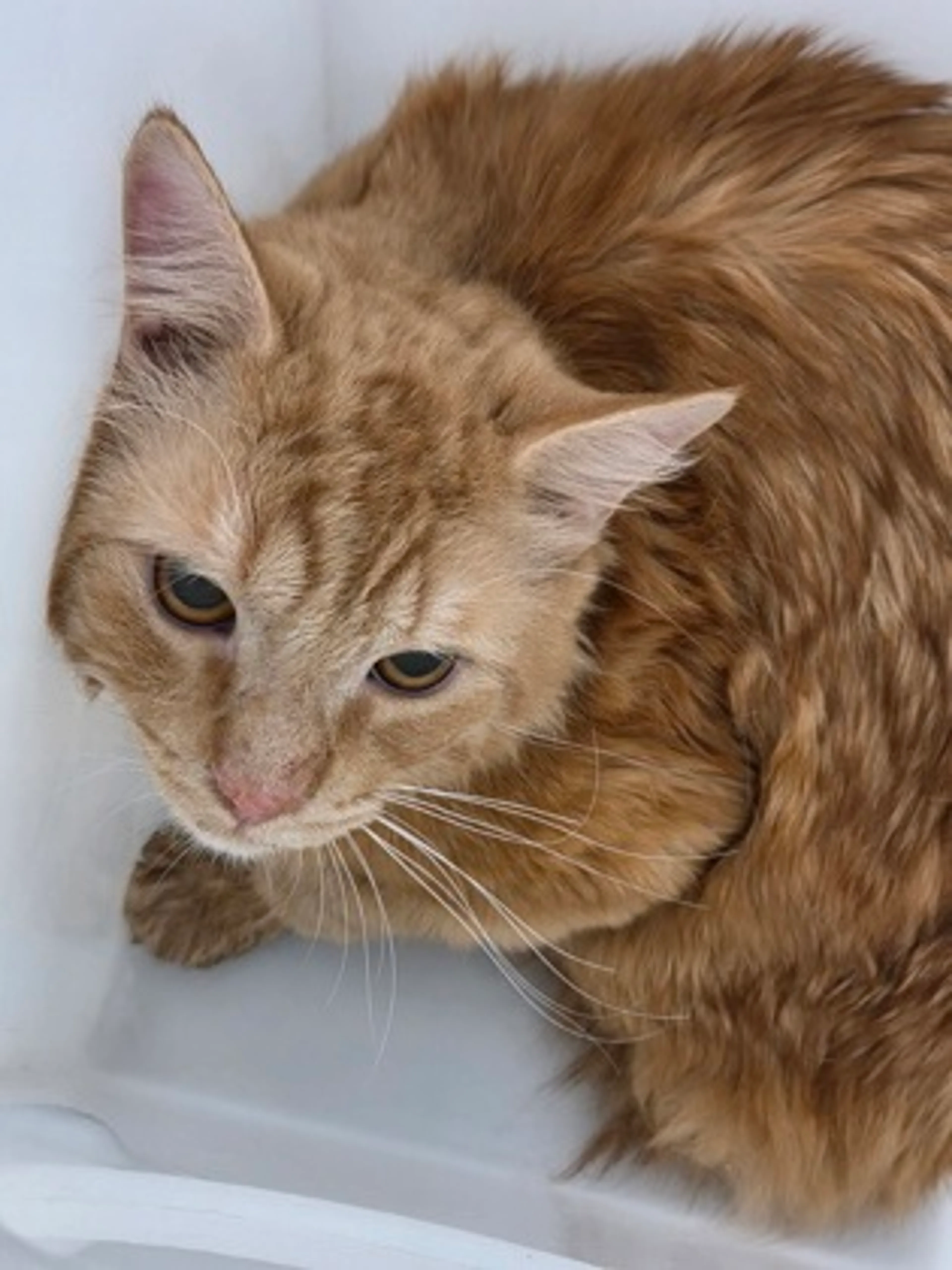 Found pet