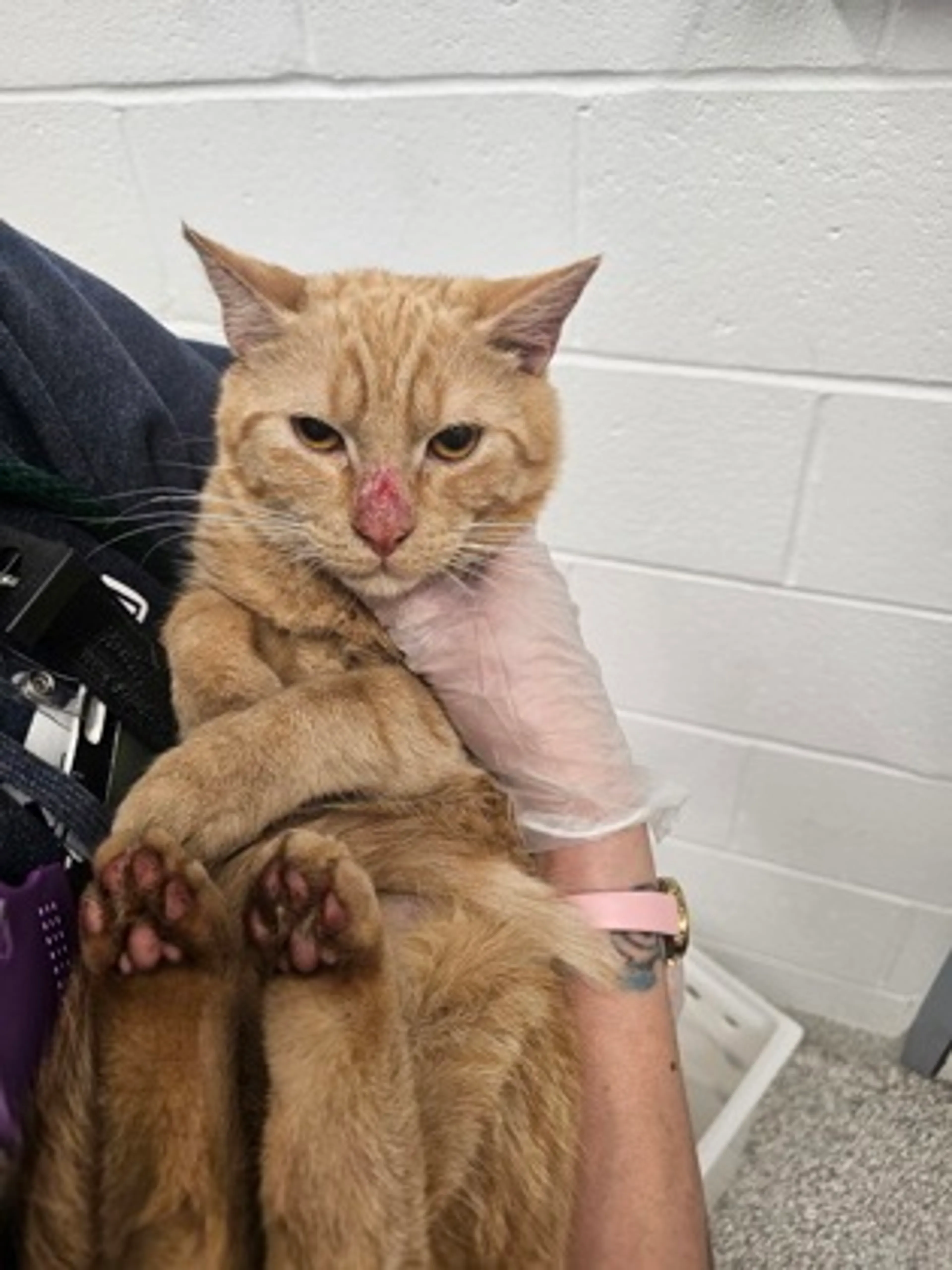 Found pet