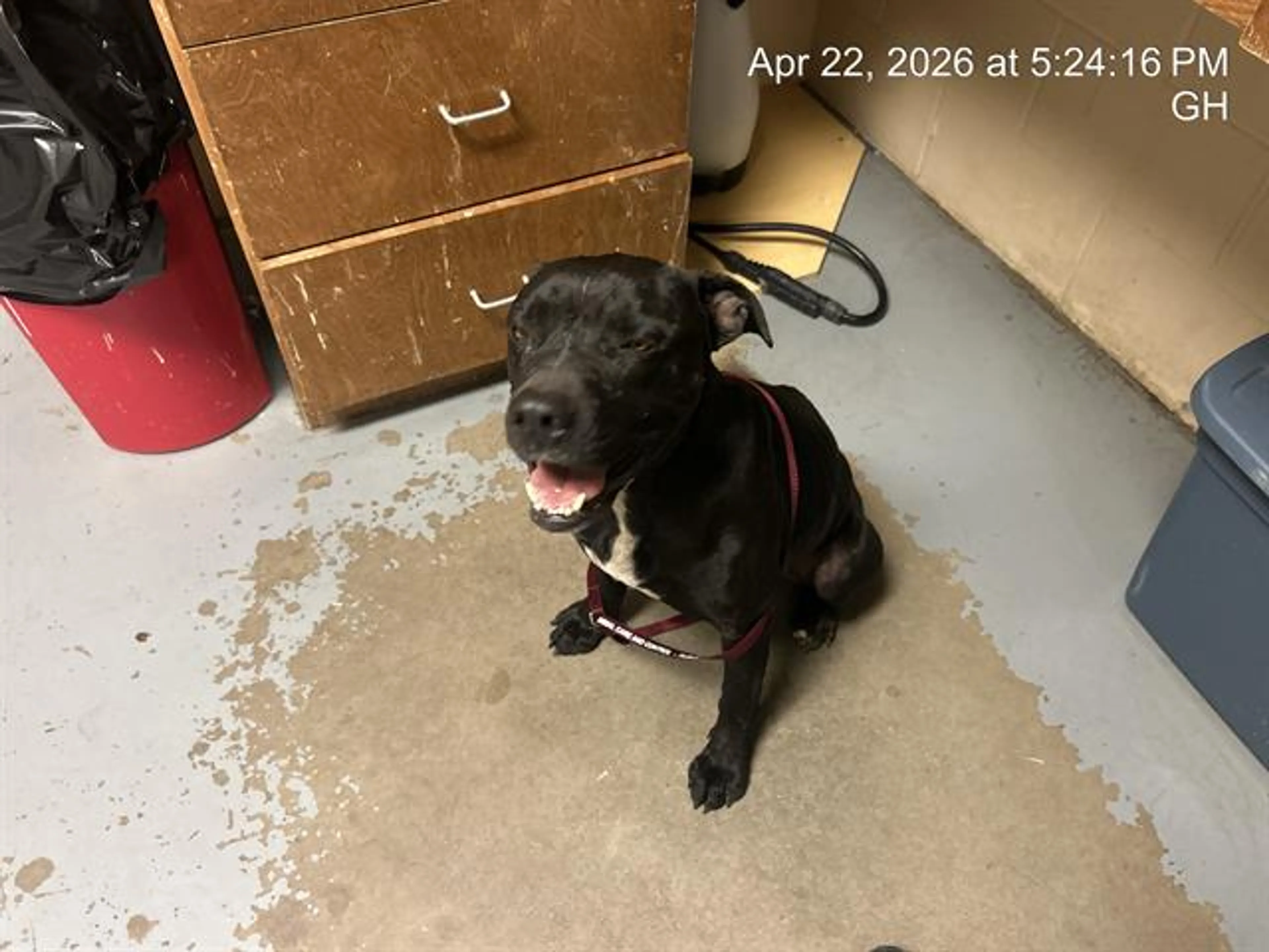 Found pet