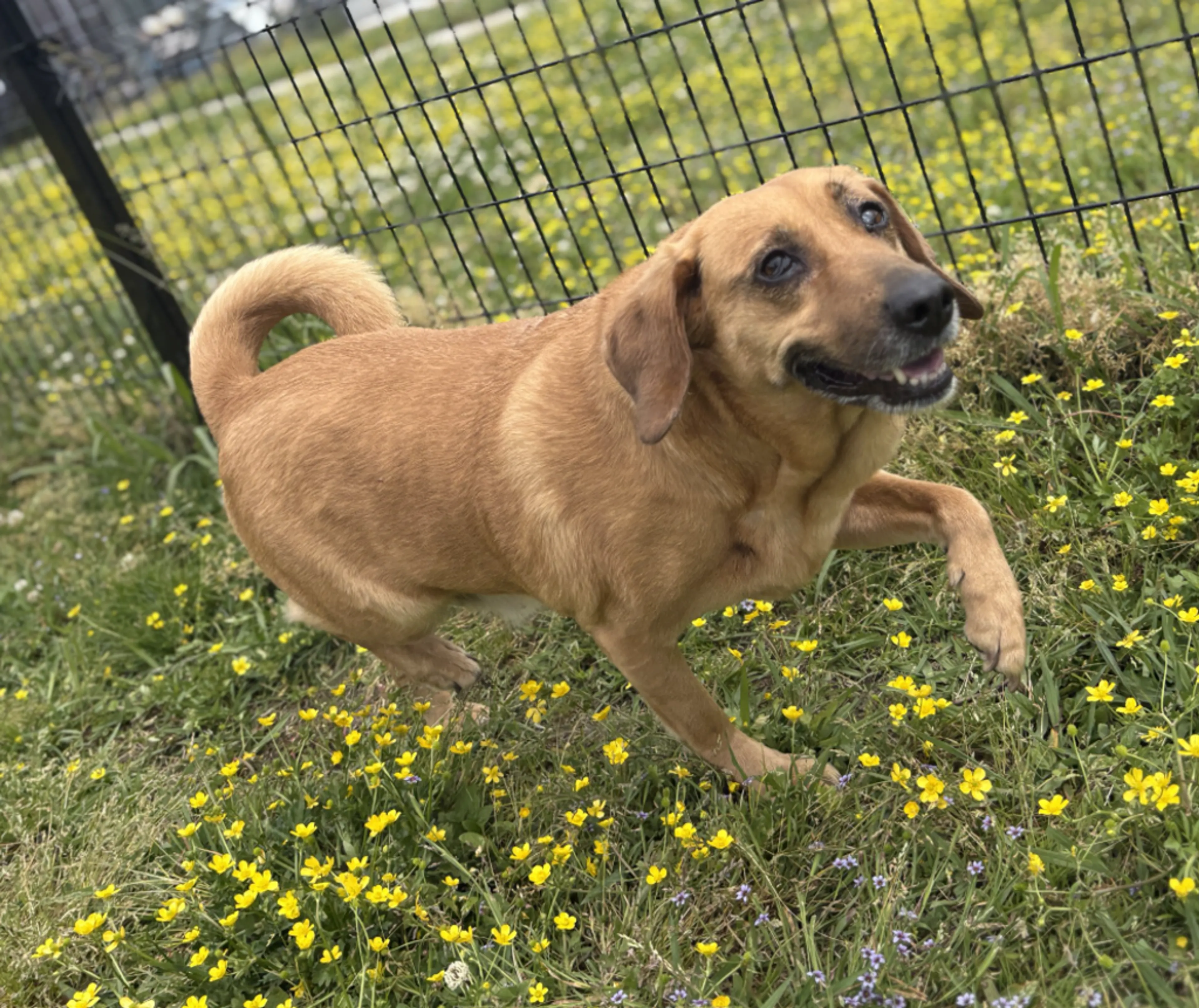 Found pet-4