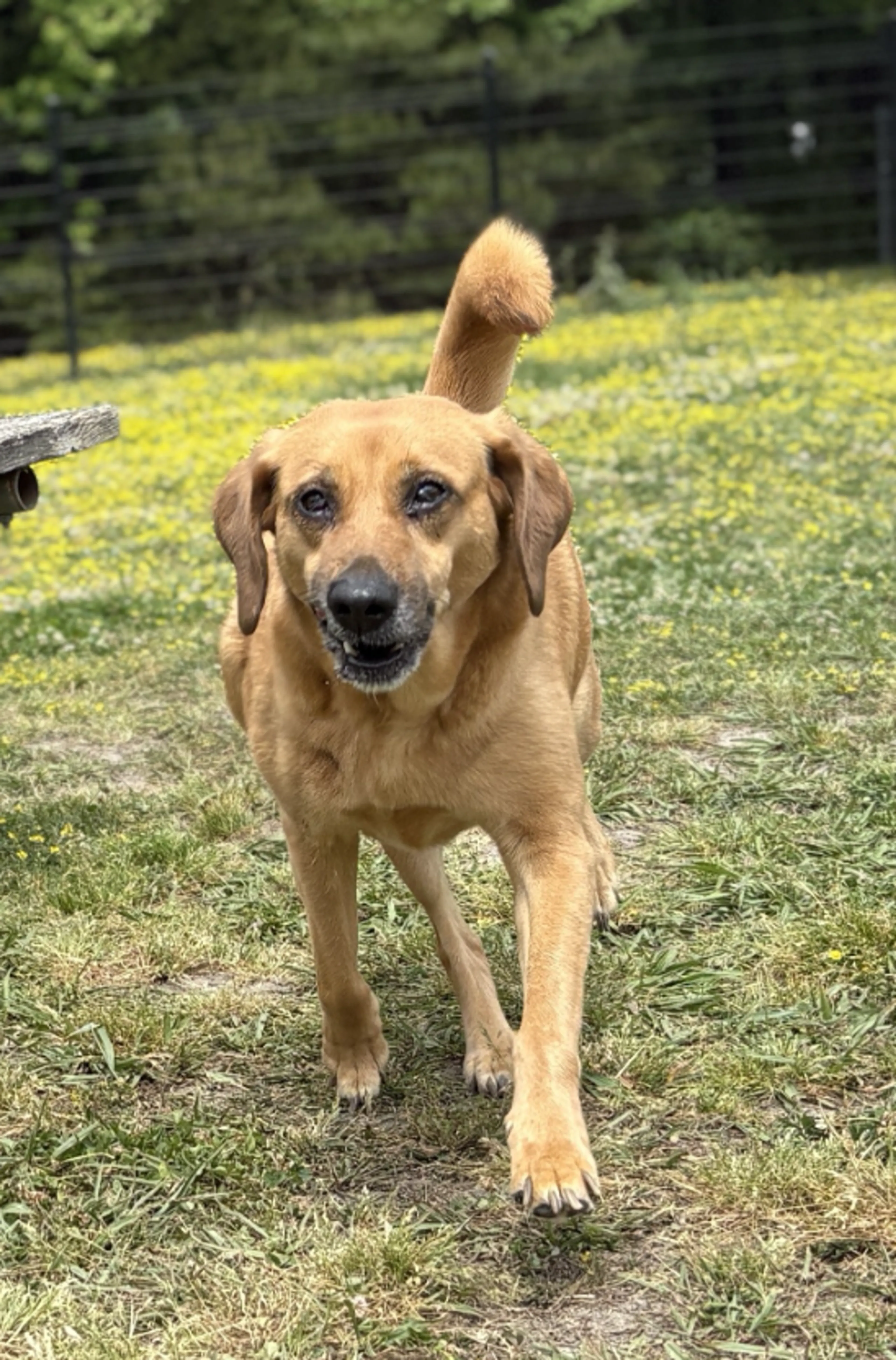 Found pet-2