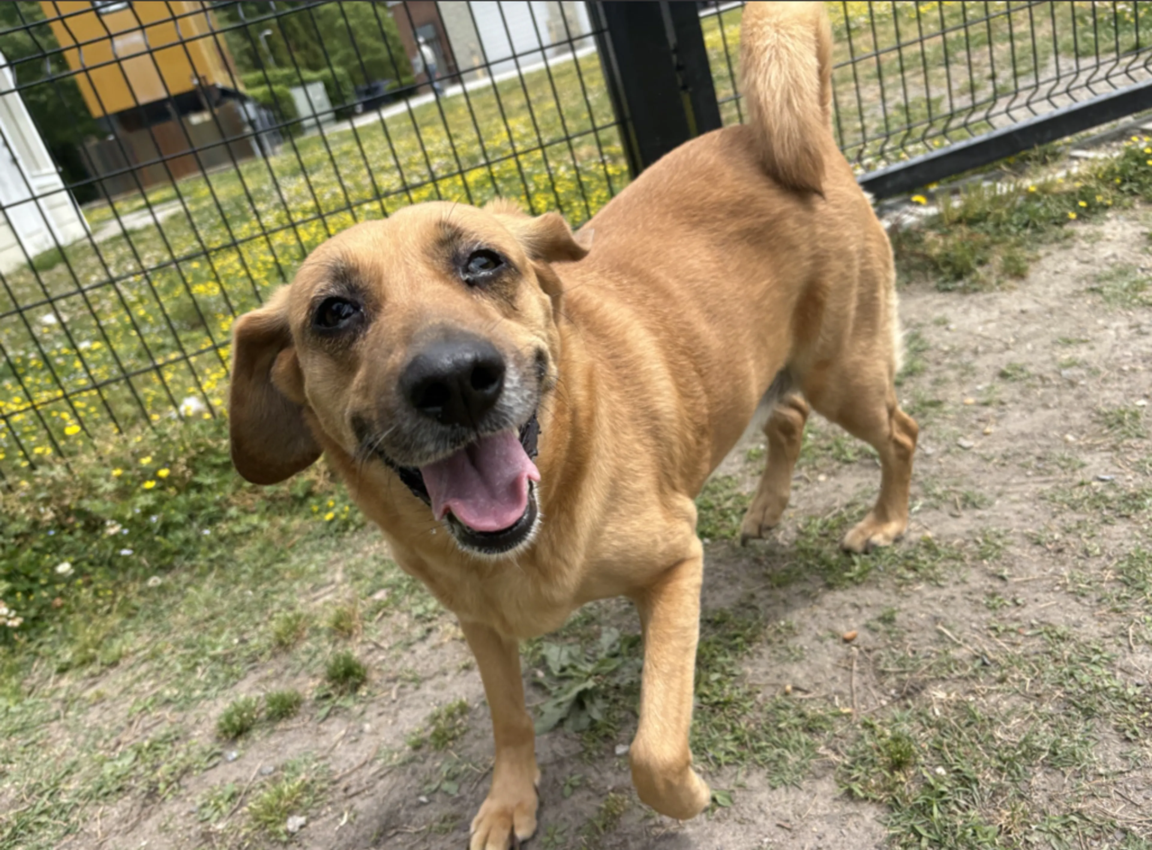 Found pet-5
