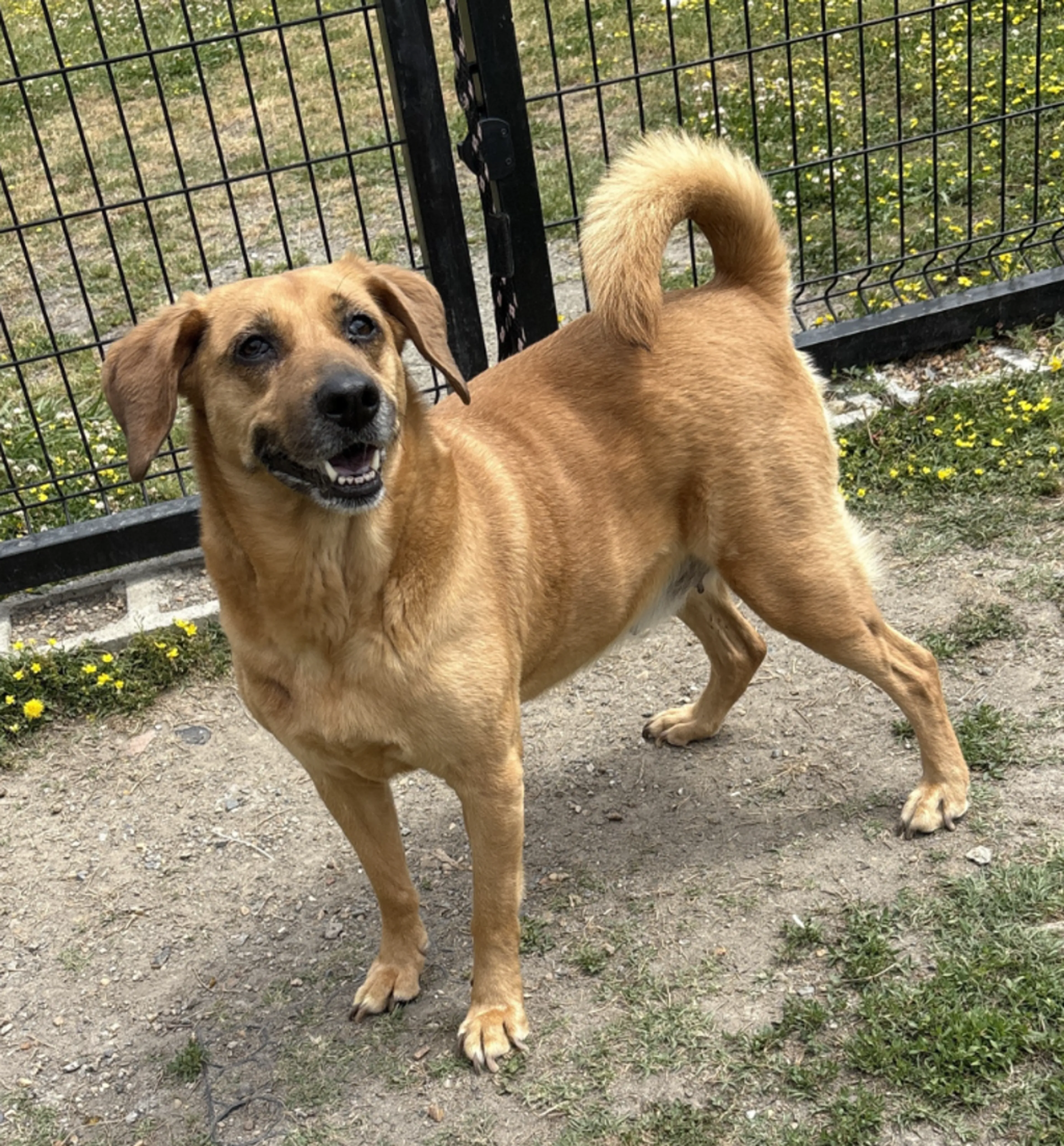 Found pet-1