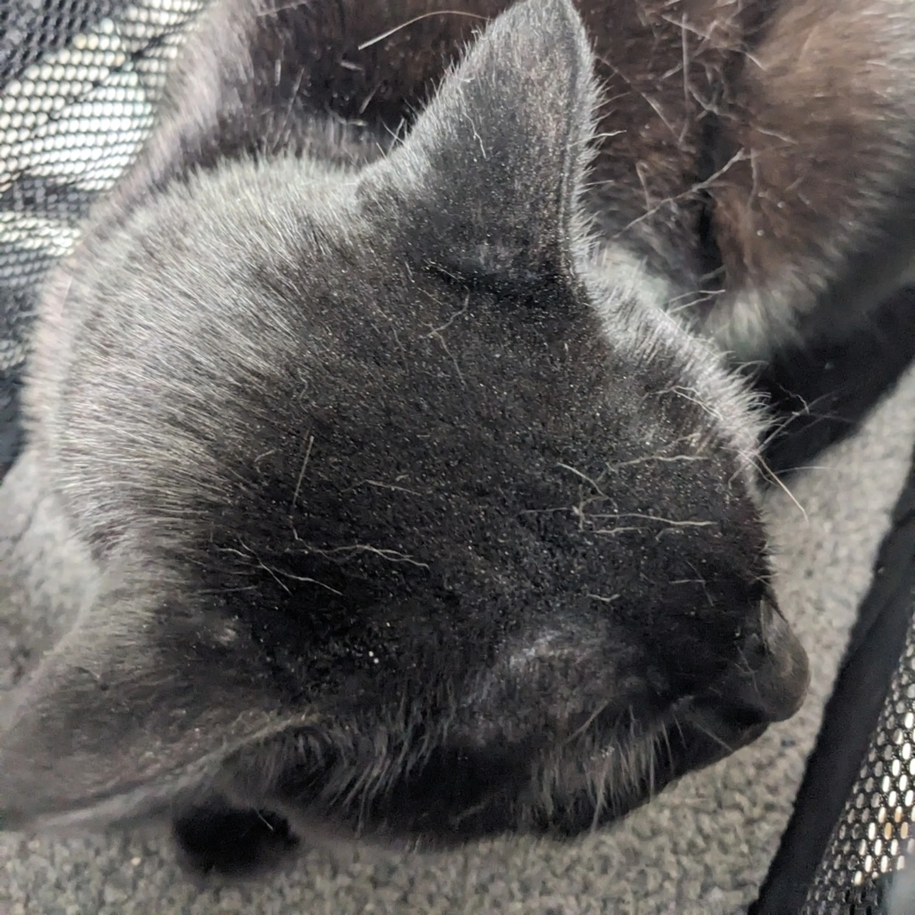 Found pet-1