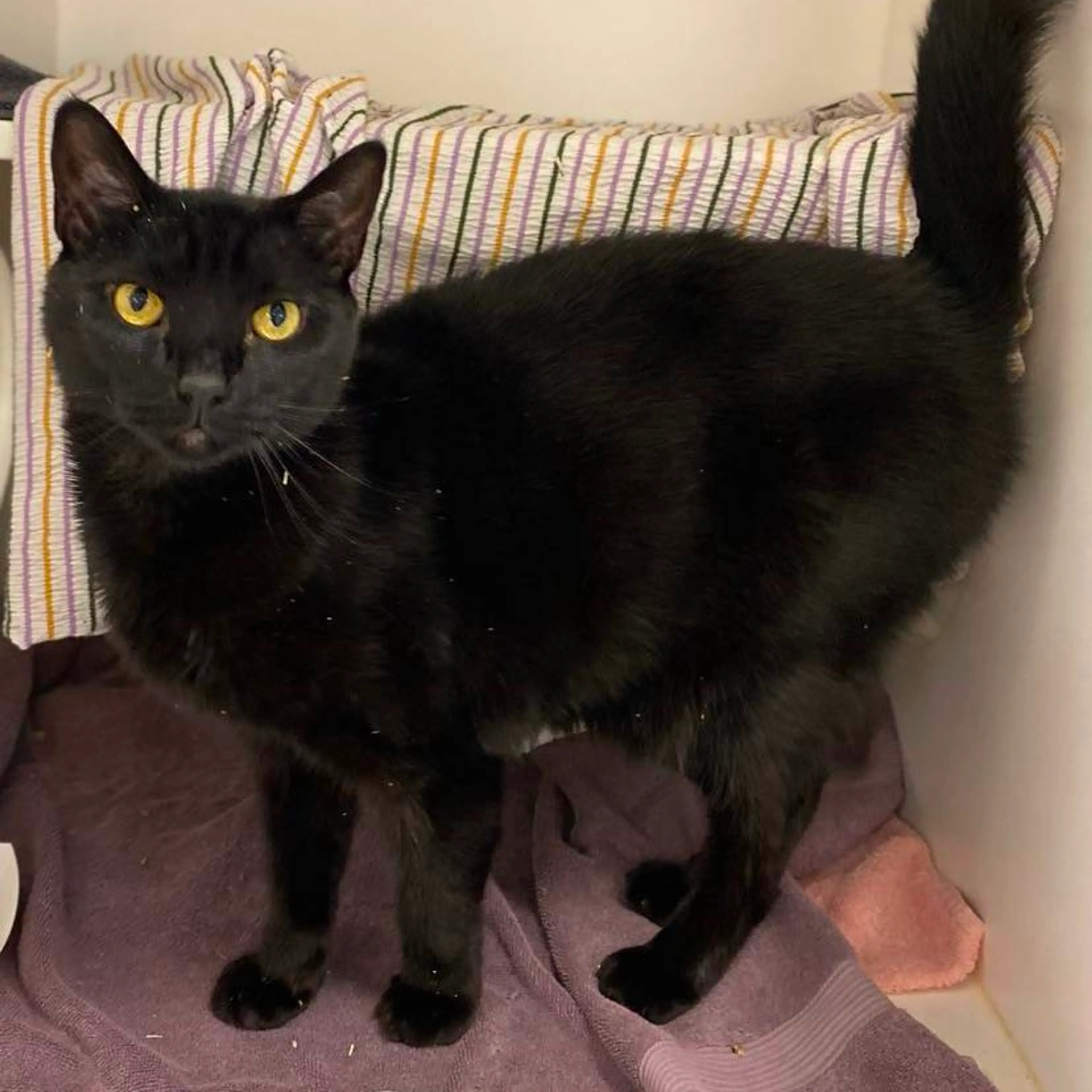 Found pet-4