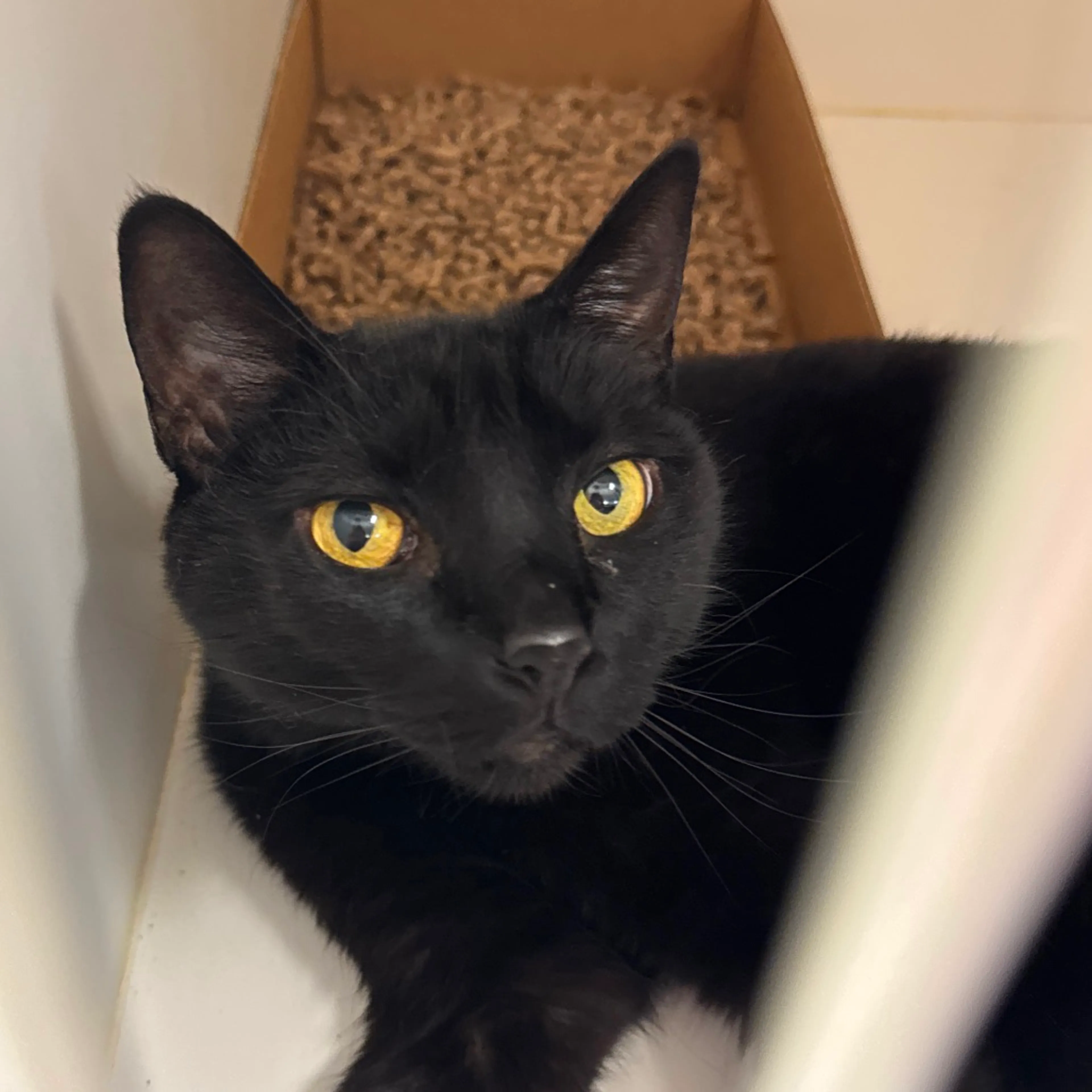 Found pet-2