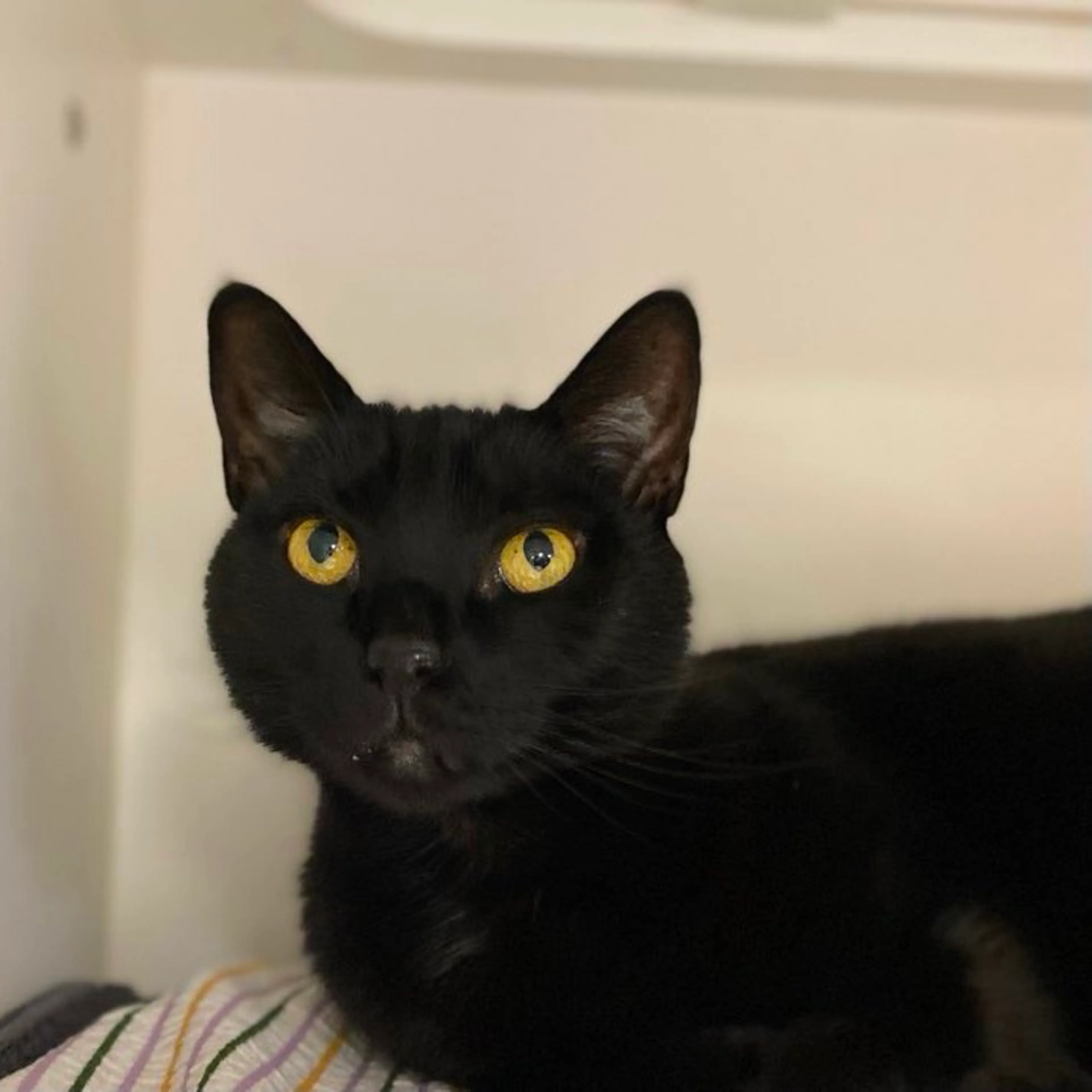 Found pet-3