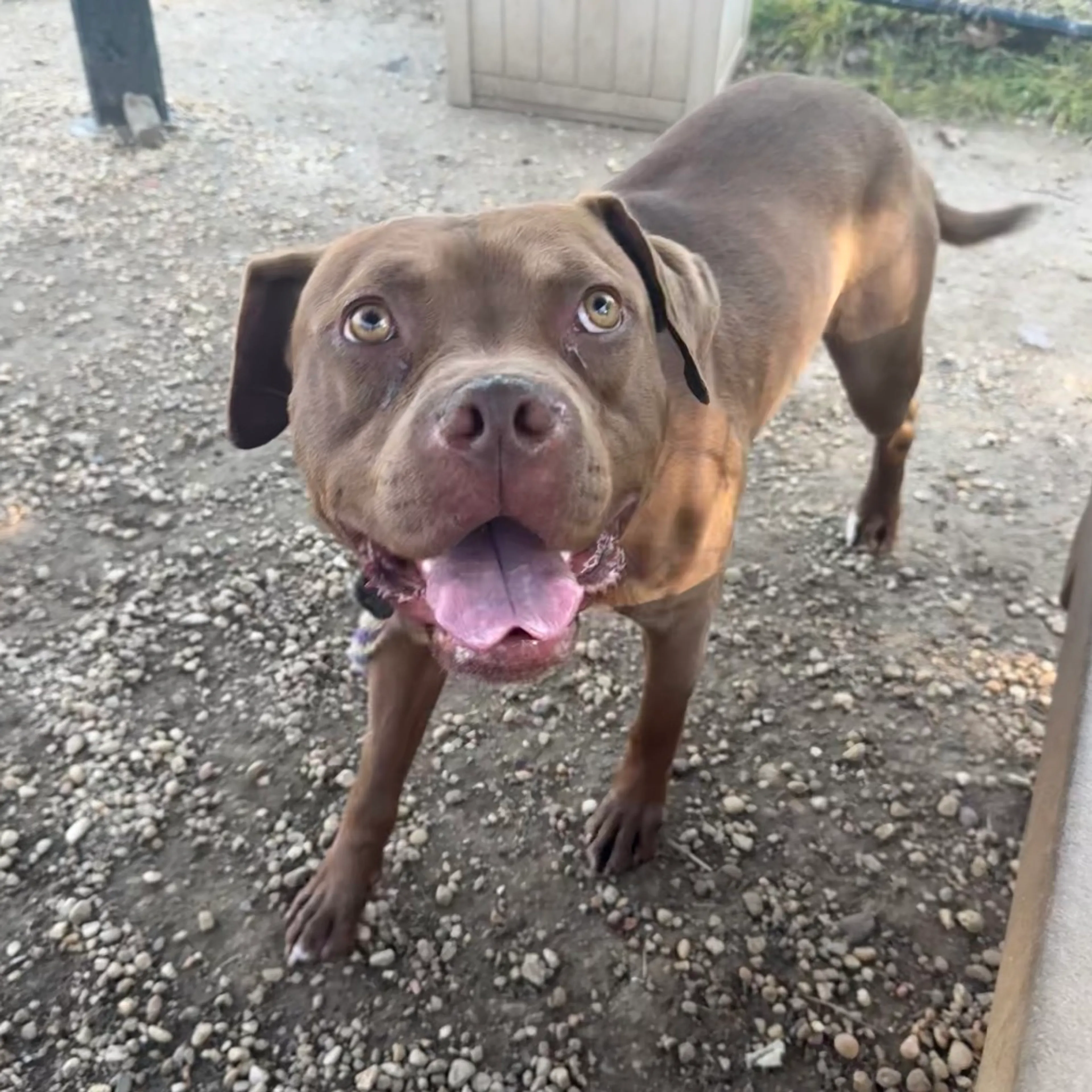 Found pet-4