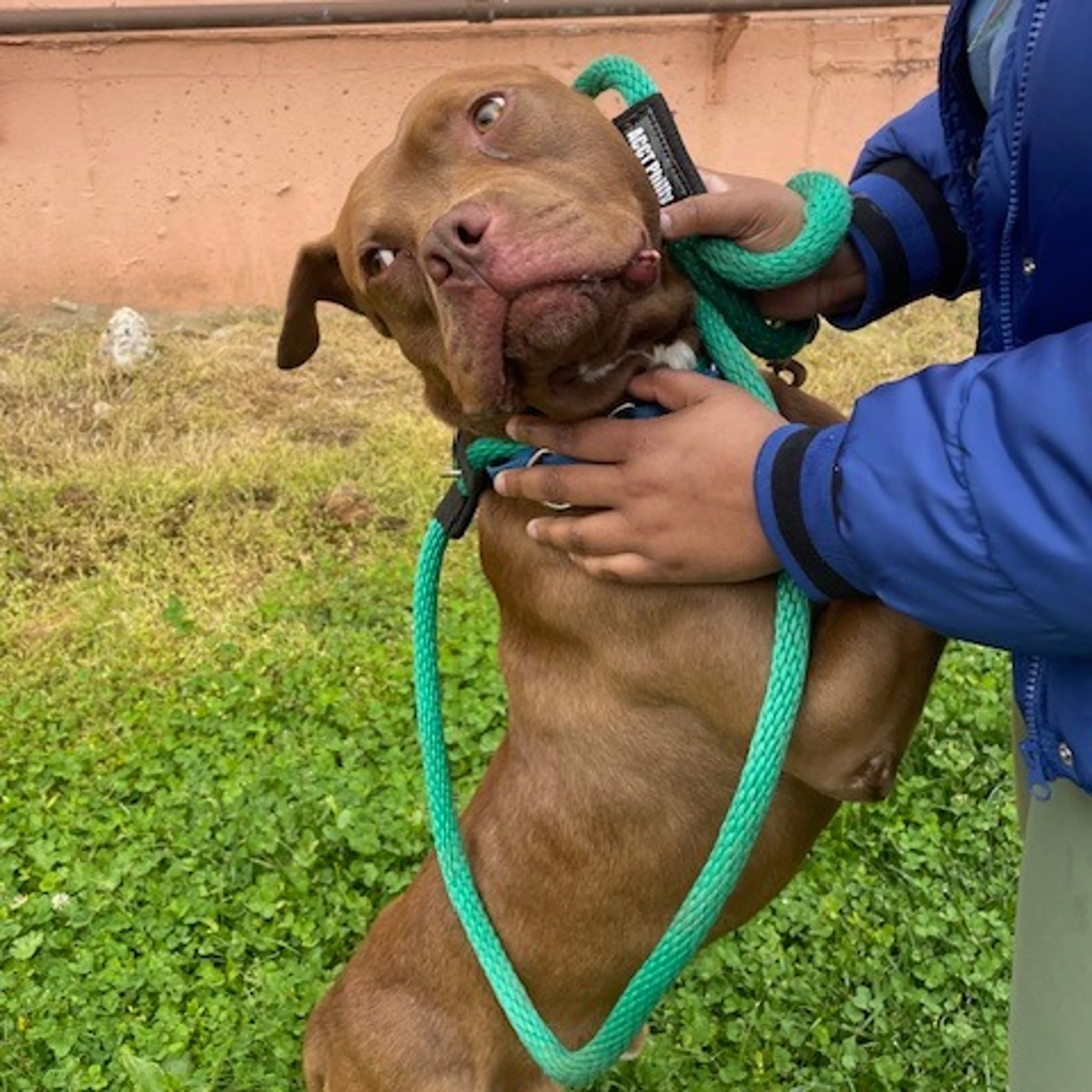 Found pet-17