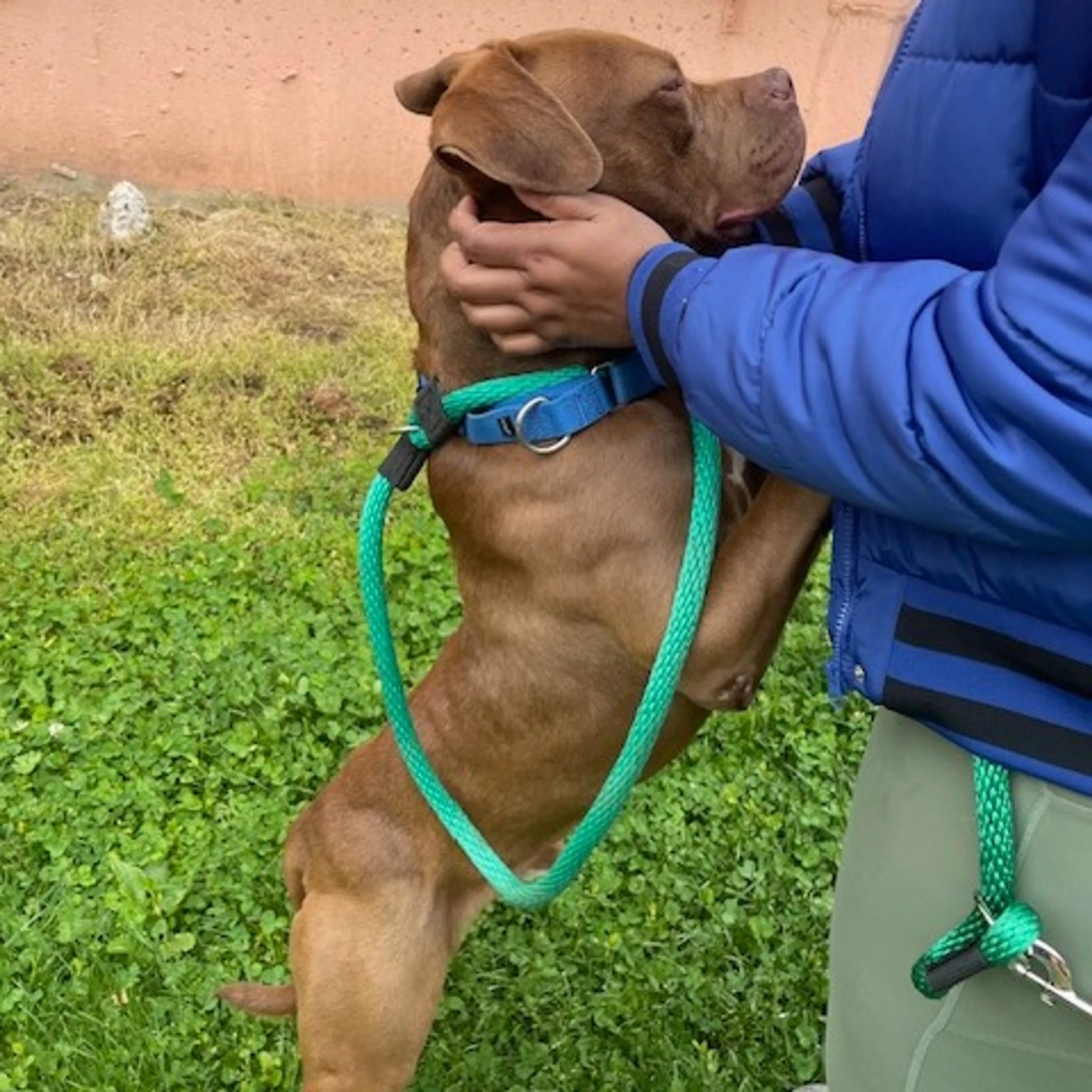 Found pet-16