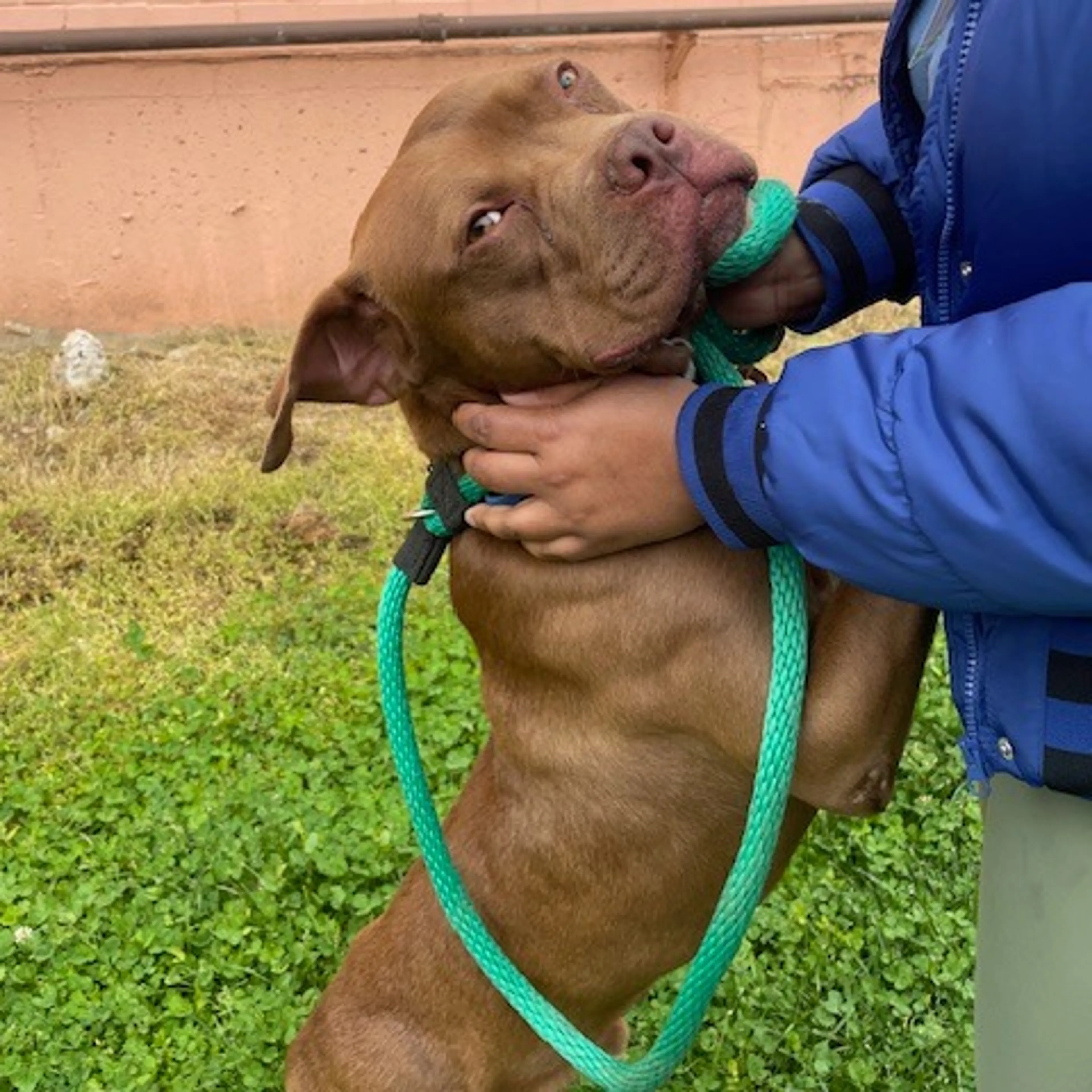 Found pet-18