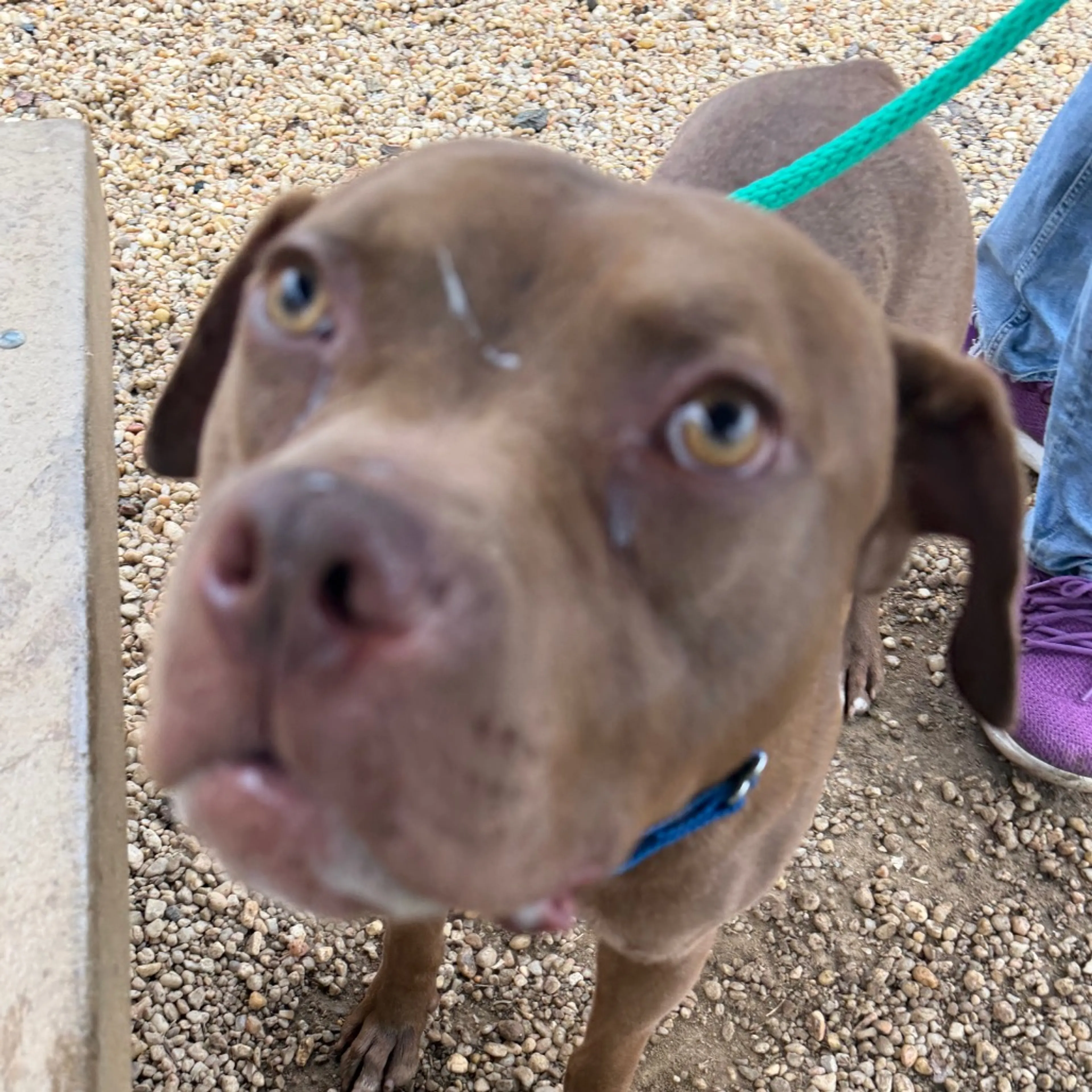Found pet-29