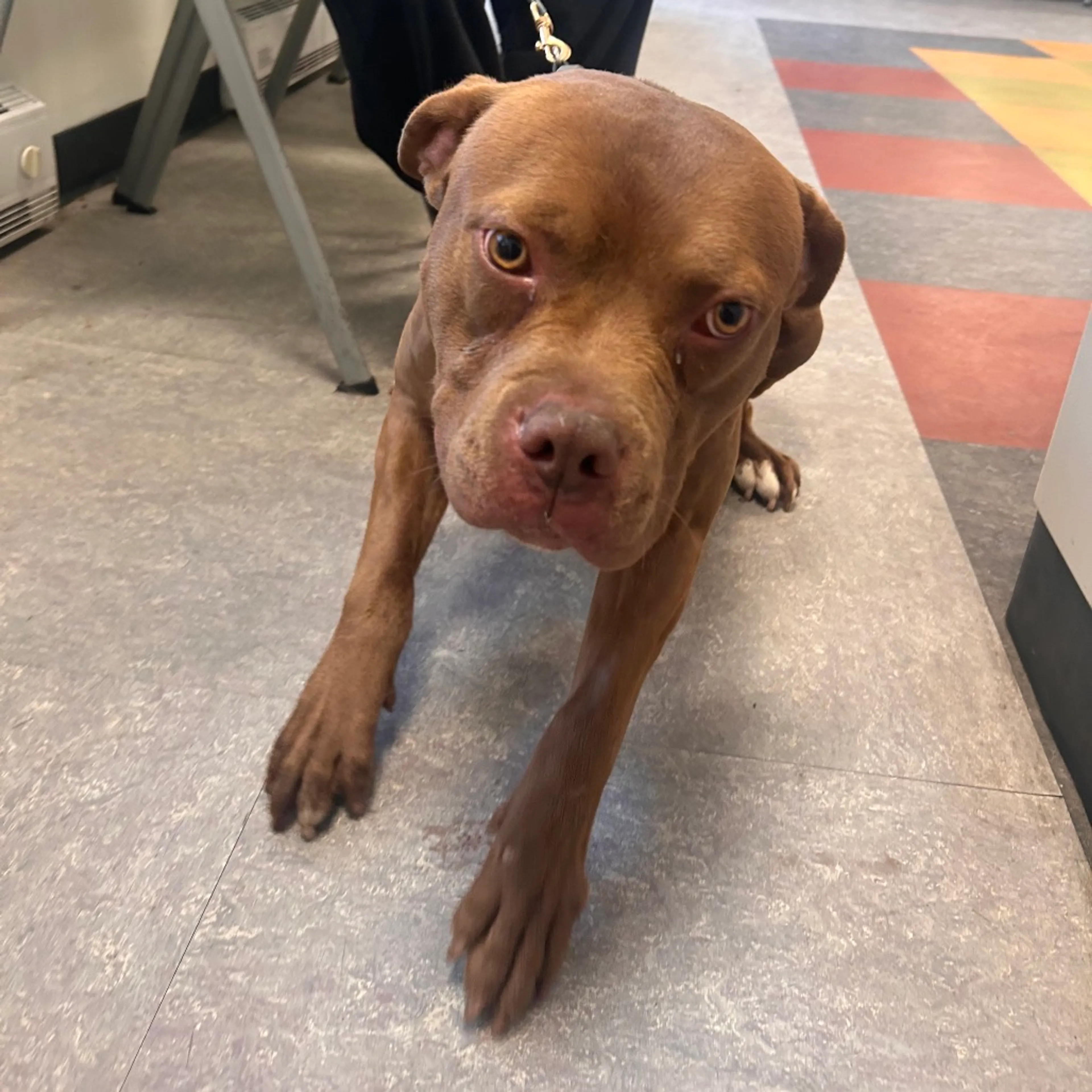 Found pet-1