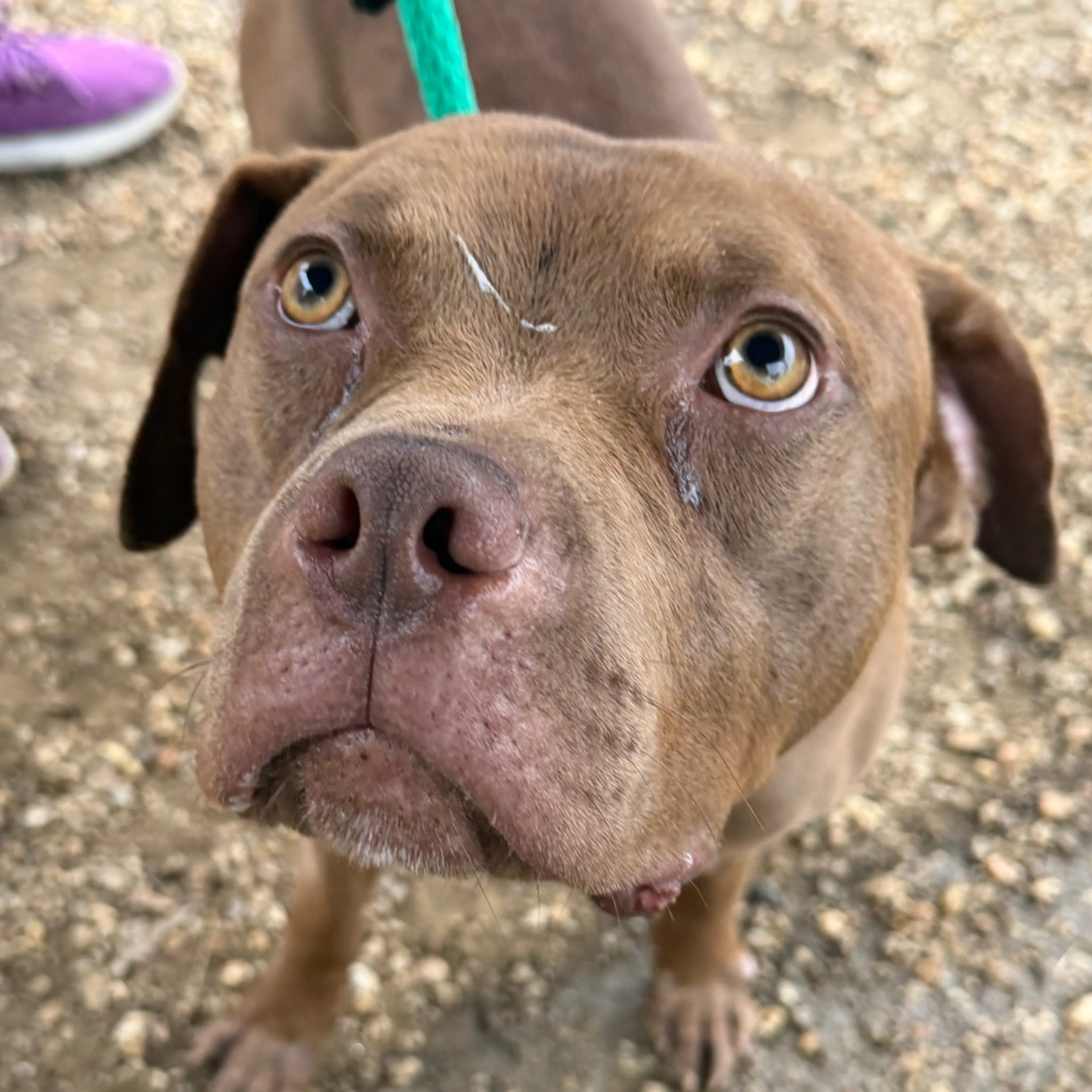 Found pet-27