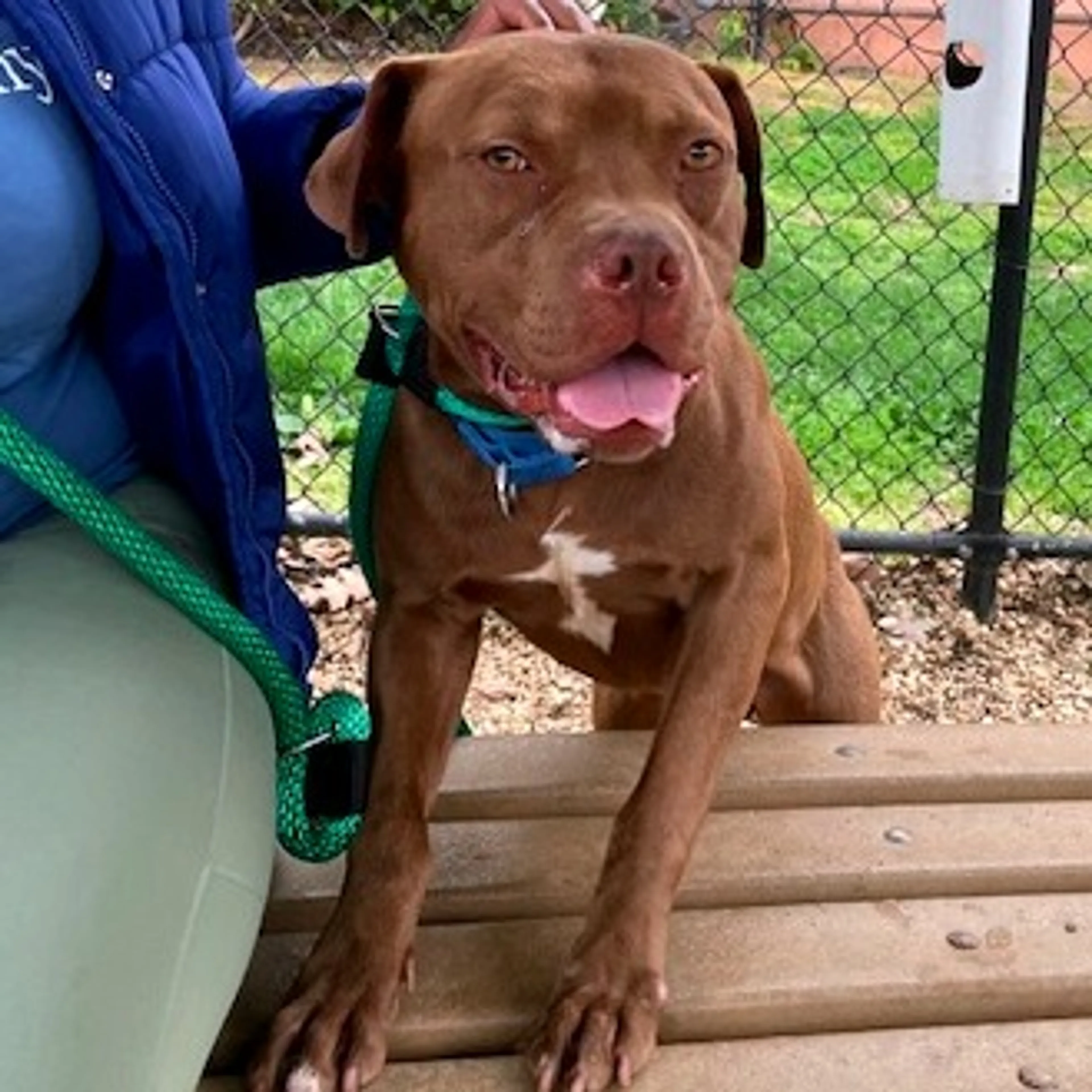 Found pet-8