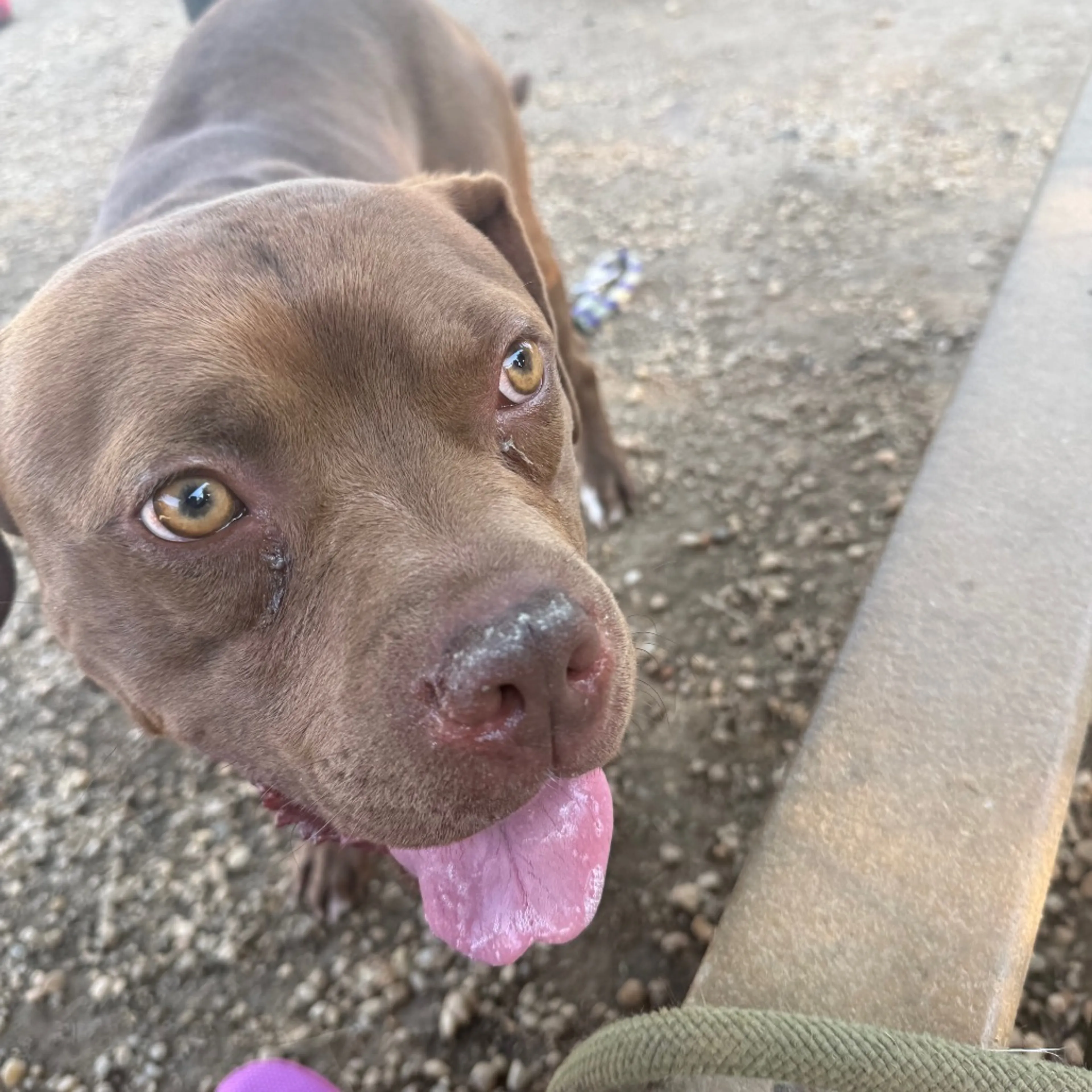 Found pet-3
