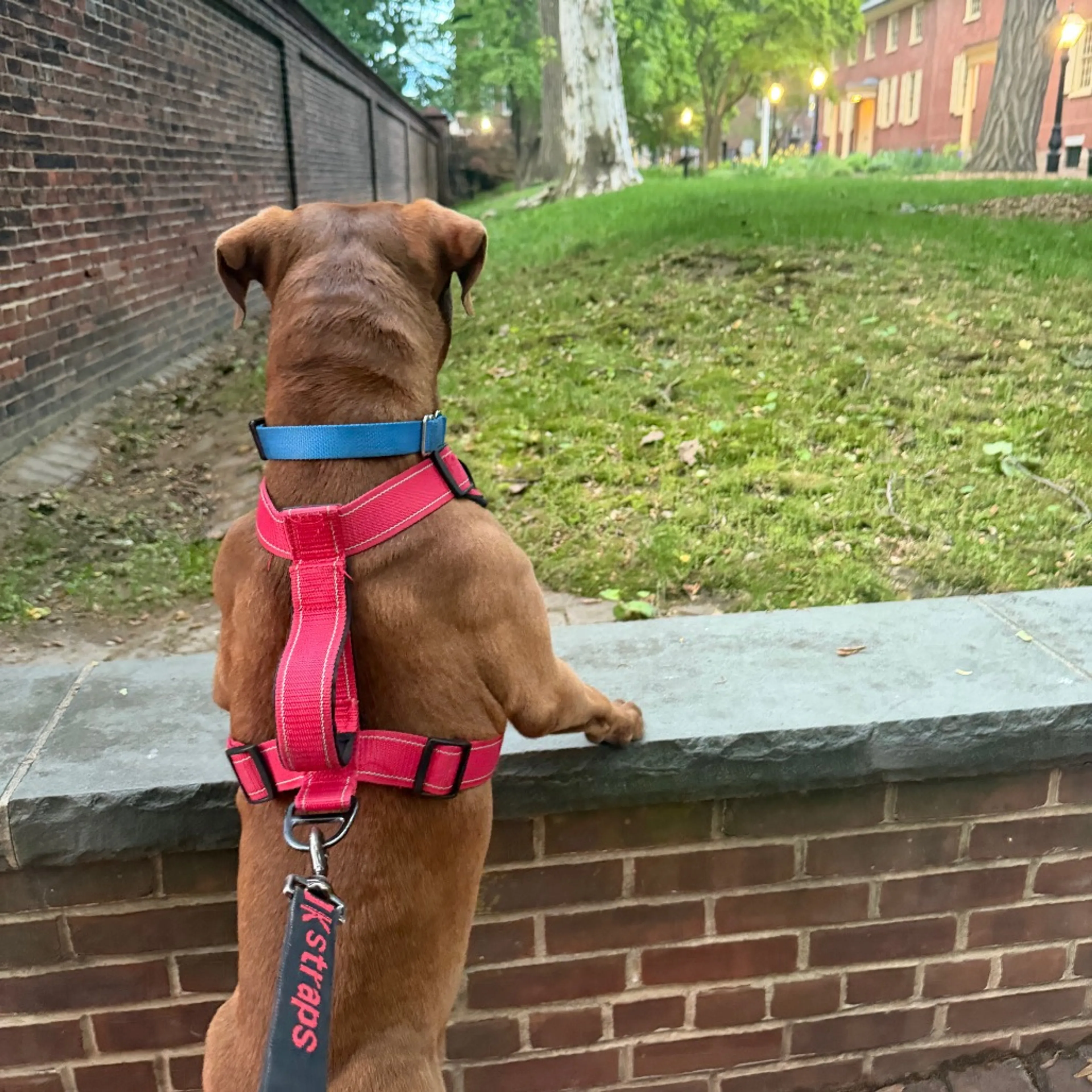 Found pet-32