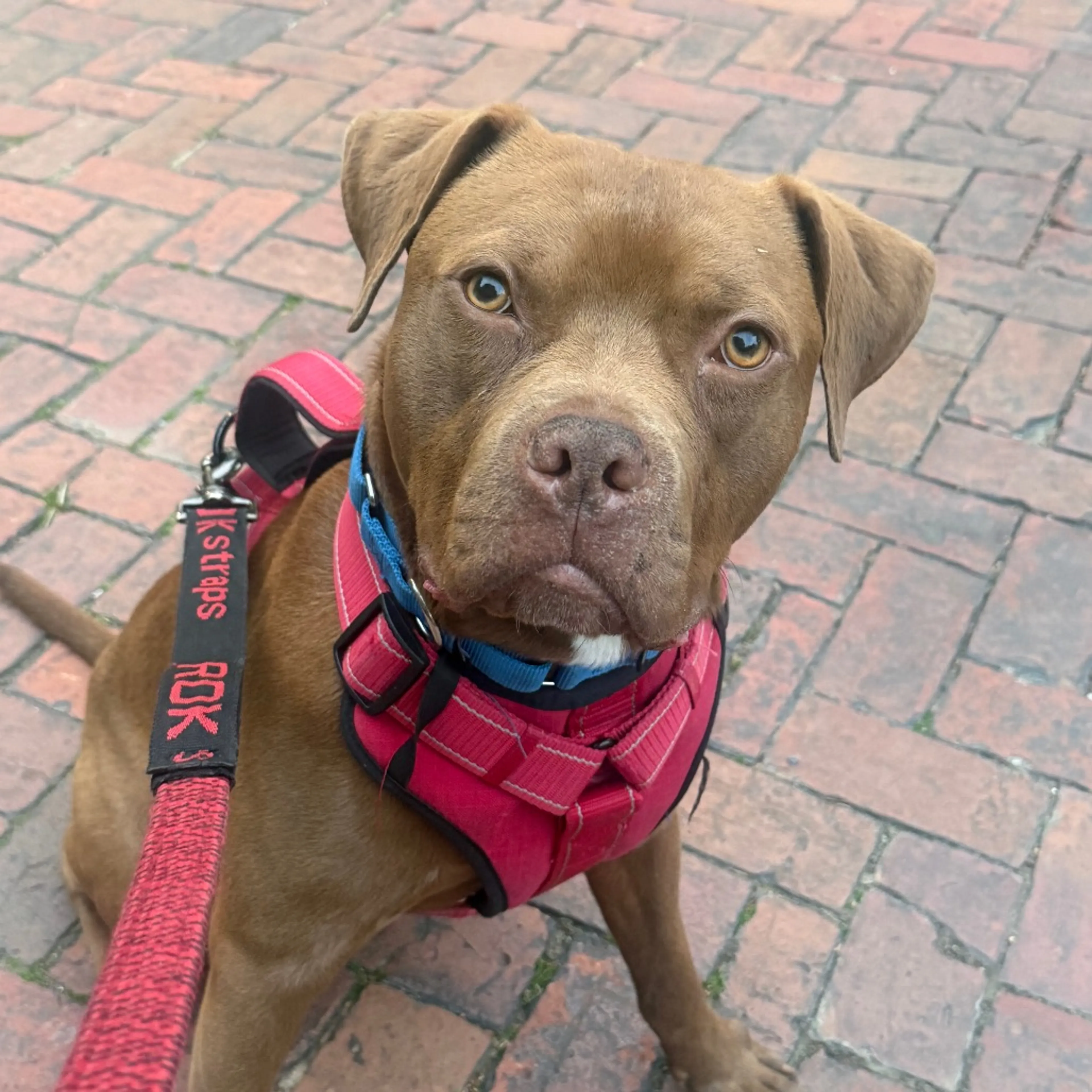 Found pet-30