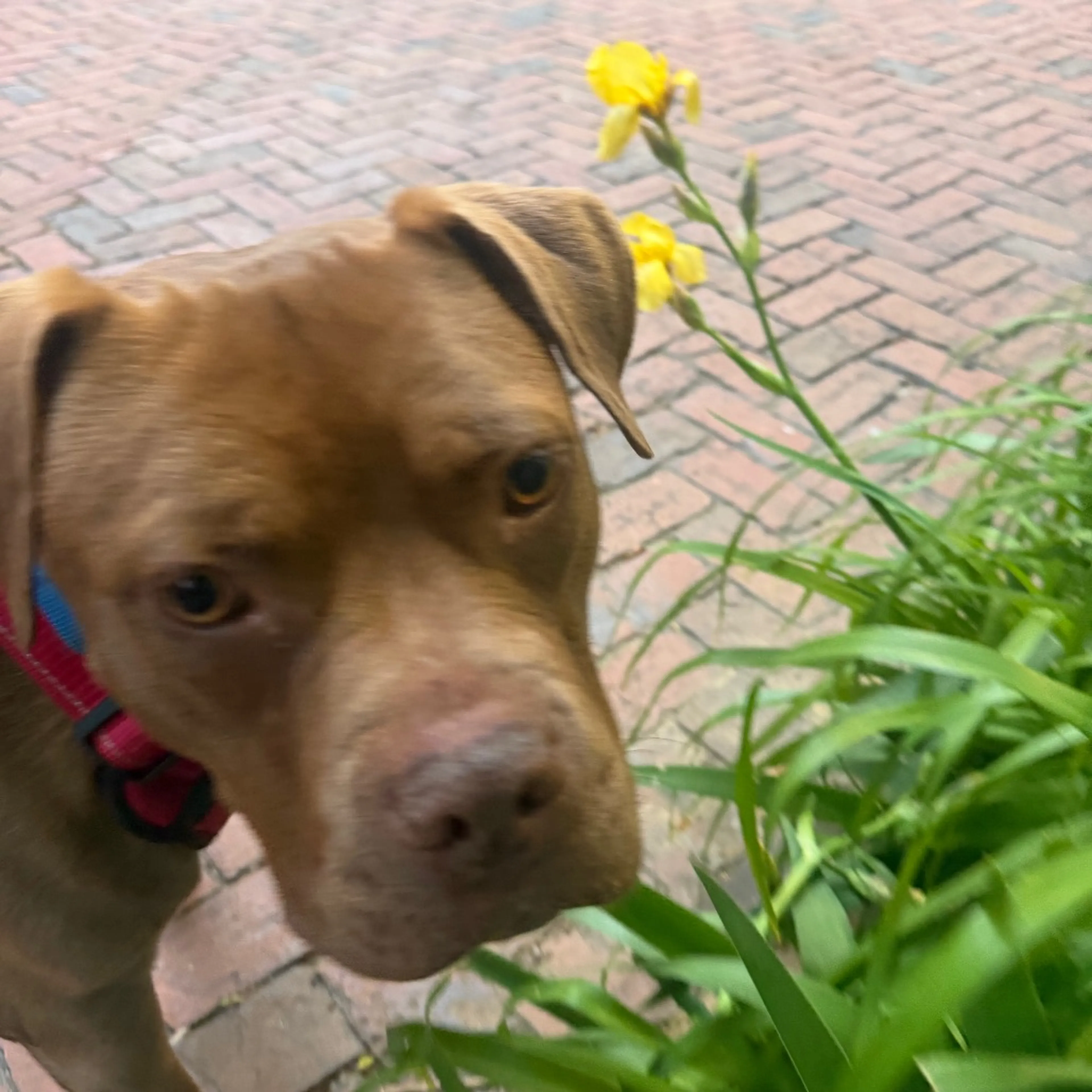 Found pet-31