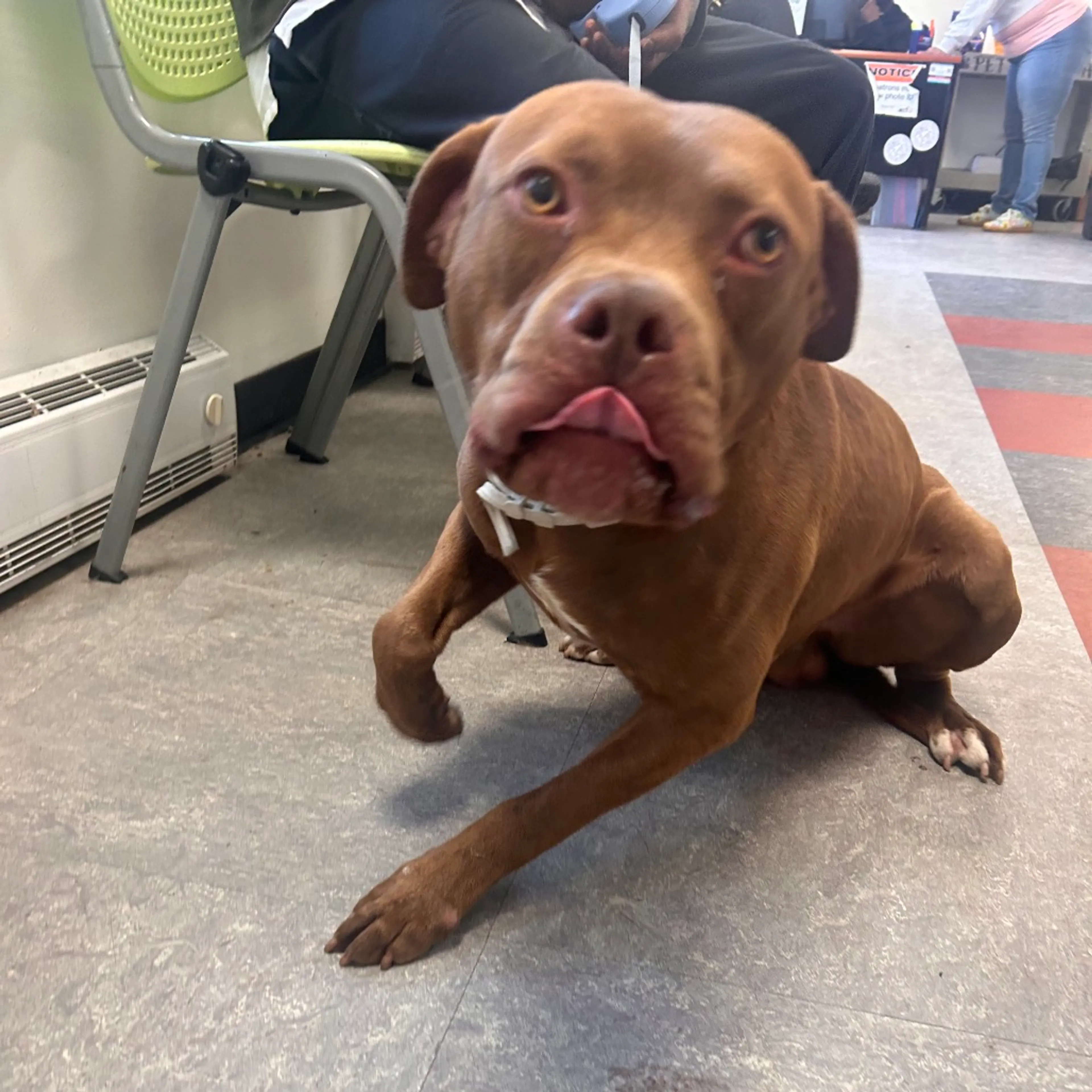 Found pet-2